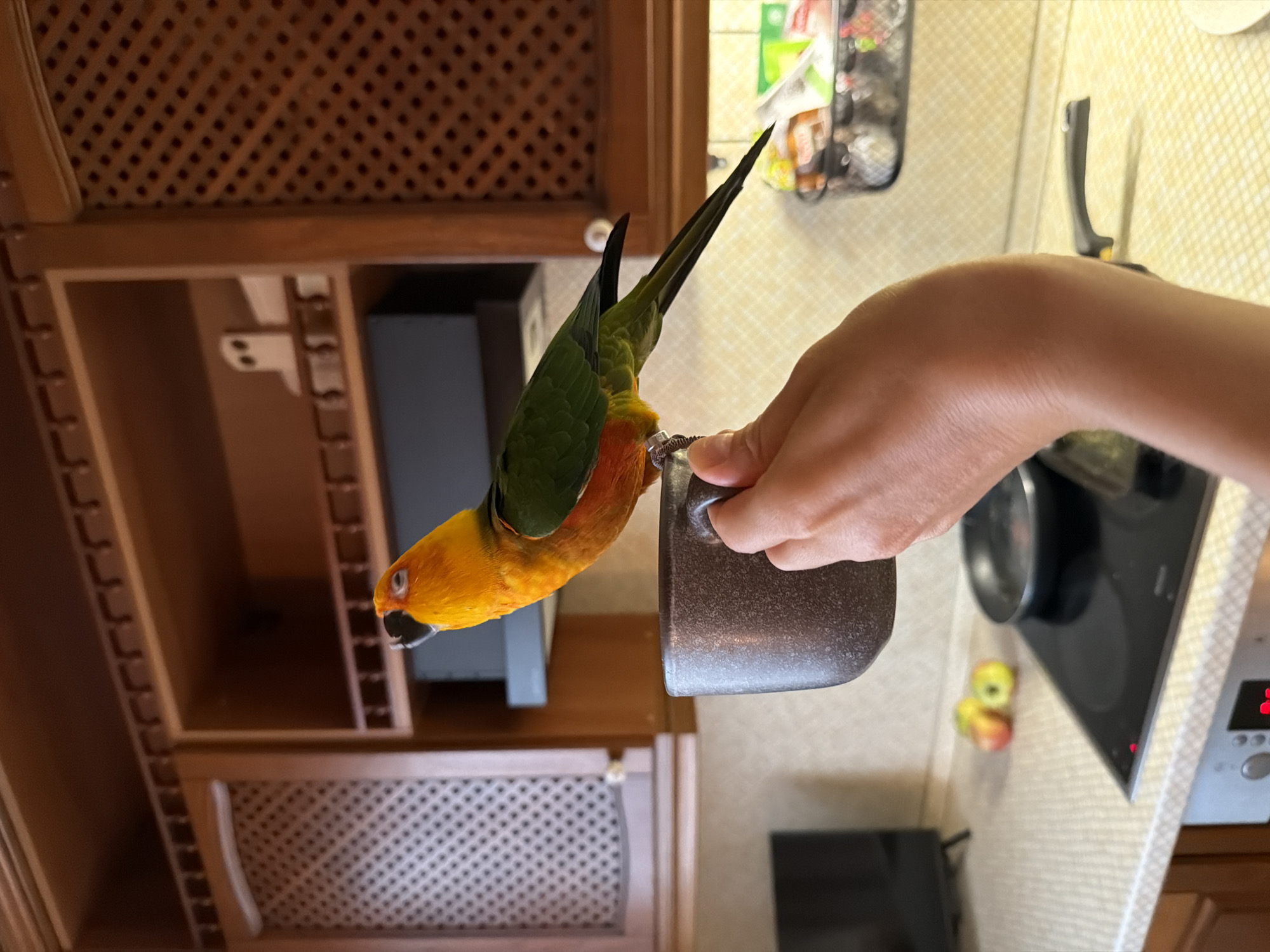 An orange and green parrot perches on the rim of a dark gray mug held by a person's hand. The background shows a kitchen with wooden cabinets above a countertop. On the countertop, there is a black stovetop with two red indicators lit, a small frying pan, and a few apples. To the right of the stovetop, a wire basket containing various packaged goods is visible. The image's lighting suggests it was taken indoors, possibly in a residential kitchen. The setting is consistent with a home environment in Khimki, Russia.