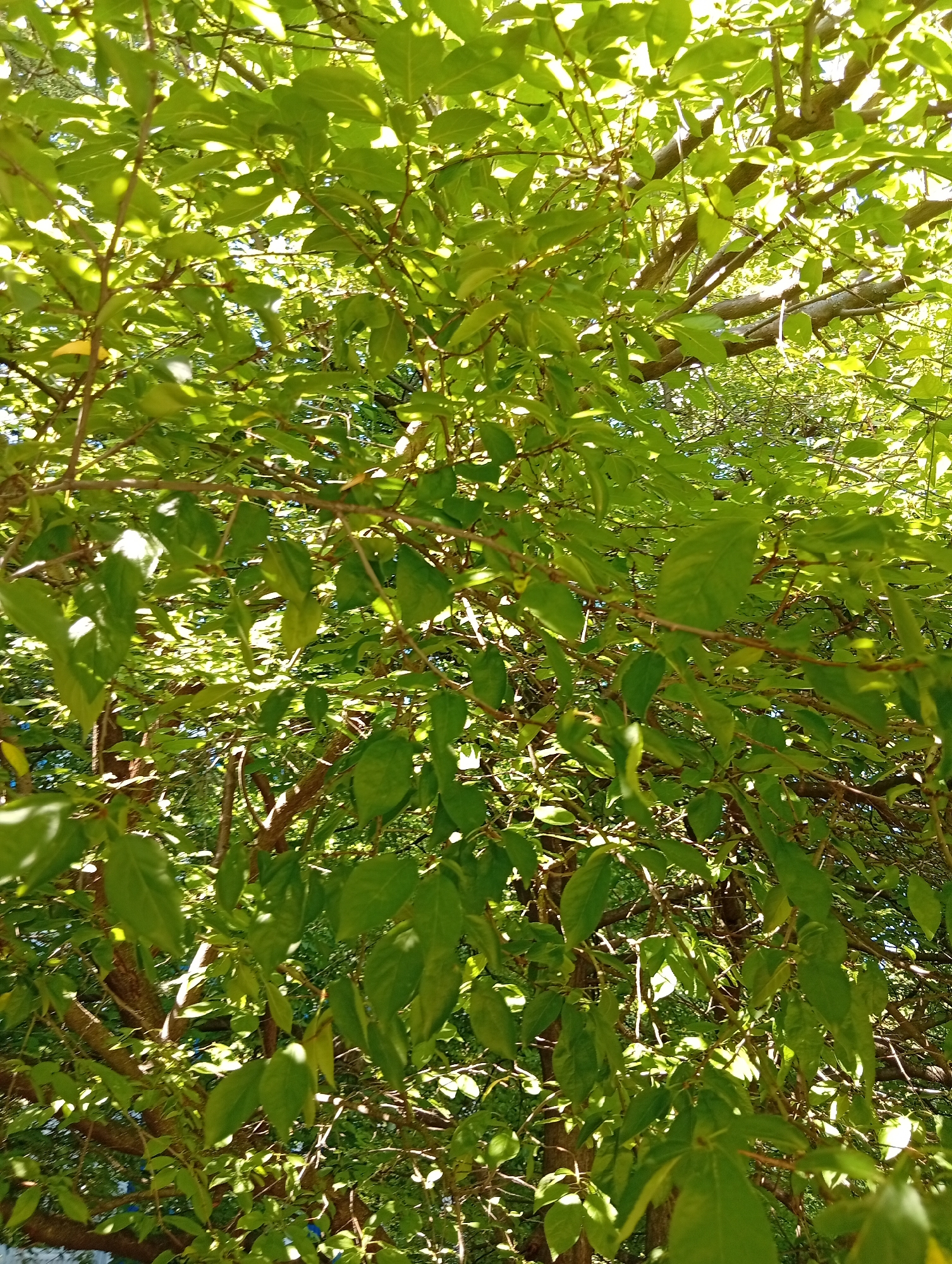 The image shows a close-up view of dense green foliage with numerous leaves and branches of a tree. Sunlight filters through the leaves, creating bright highlights and dappled shadows. The branches are brown and spread out, supporting the leaves. The background is a blur of more greenery and some sky. The scene appears to be outdoors in a natural setting.