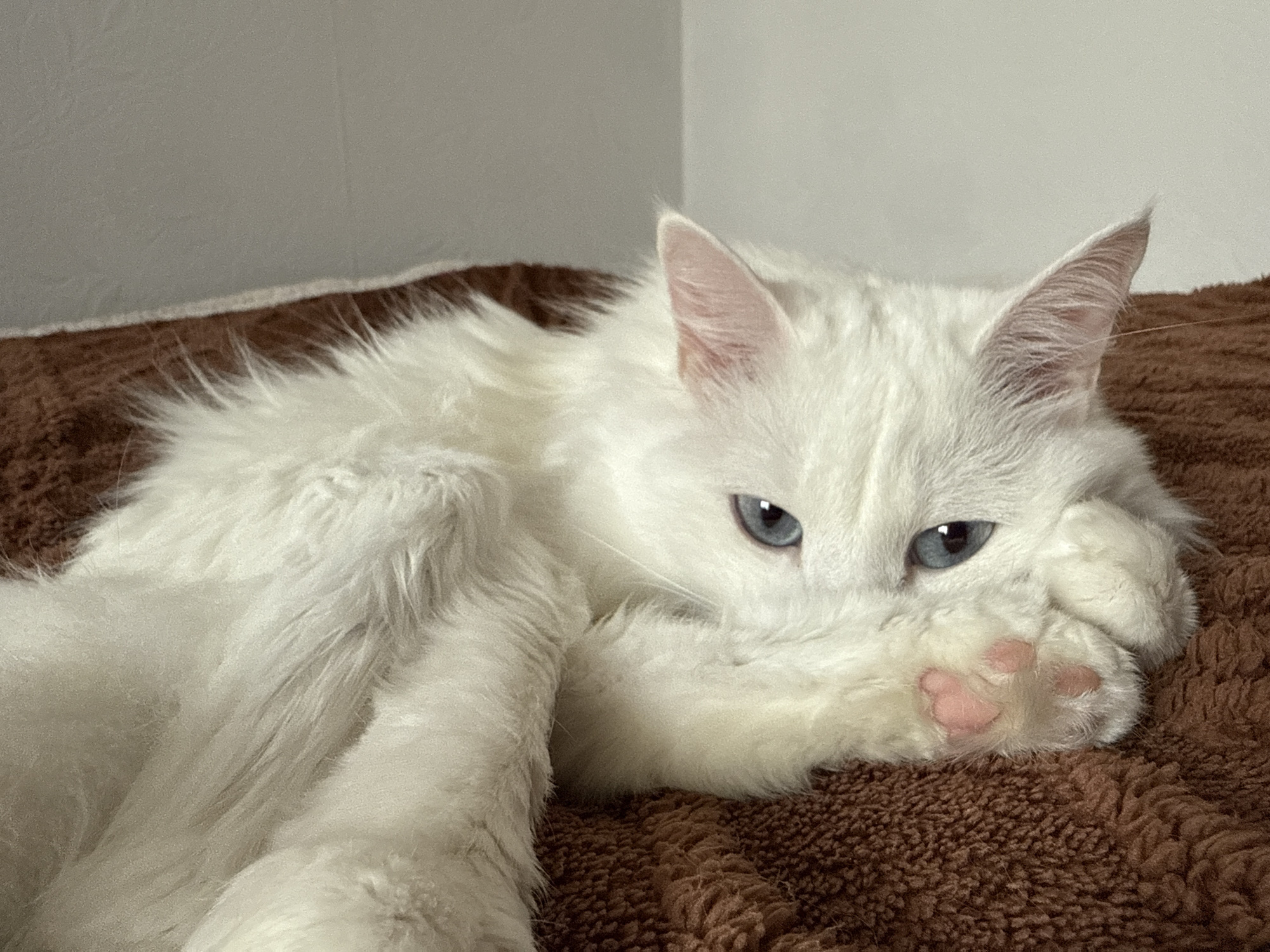 A white, long-haired cat with blue eyes is resting on a brown blanket. The cat is lying on its side and has one paw covering part of its face. The background is a blurred white wall. The location and city of Mirny, Russia, are not discernible from the image.