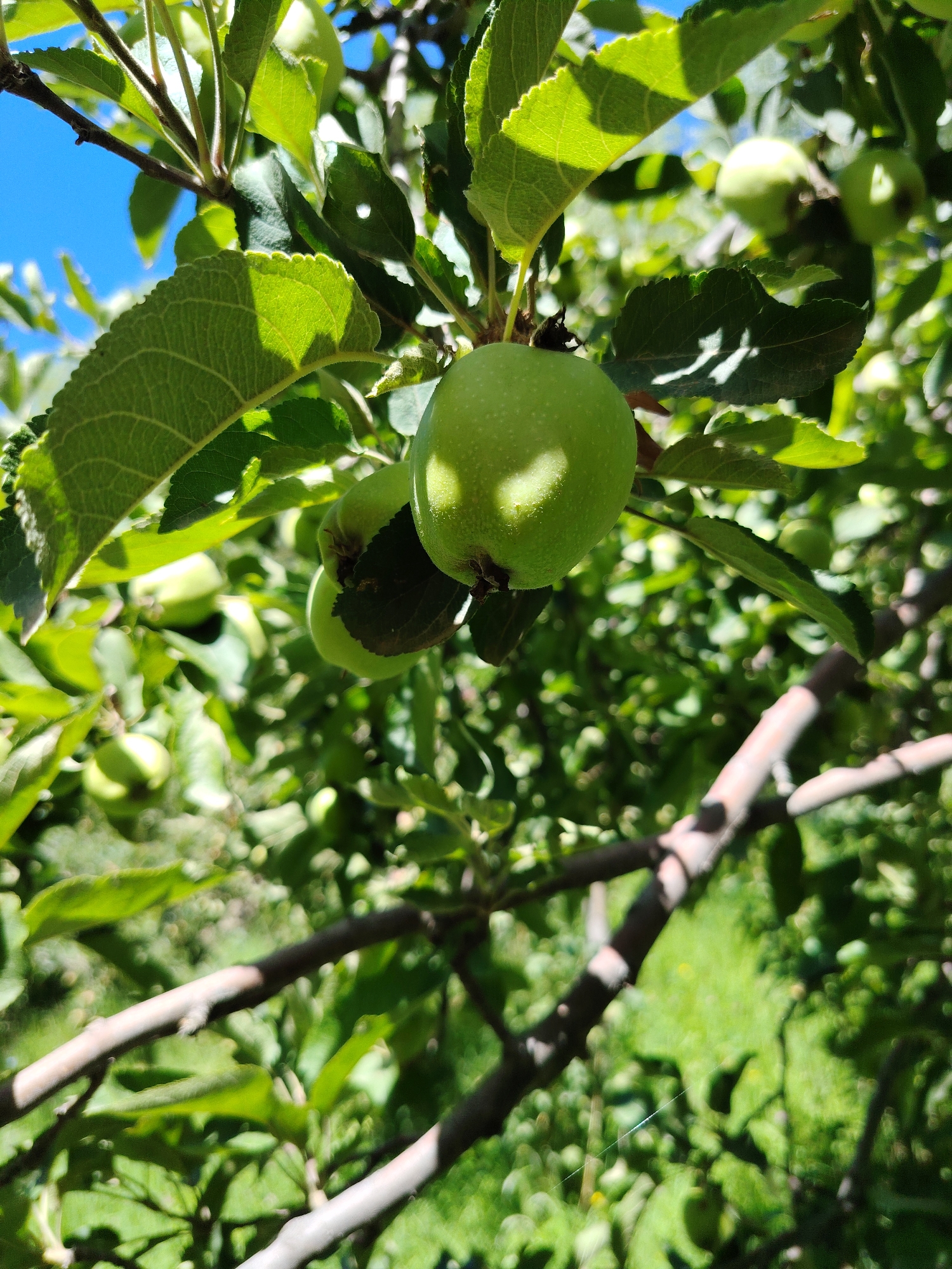 A close-up shot, taken outdoors in Cholpon-Ata, Kyrgyzstan, features a cluster of unripe green apples hanging from a tree branch. Sunlight filters through the green leaves, casting shadows on the apples and branches. The background is blurred, with more foliage and glimpses of a grassy area visible. The image captures a segment of an apple tree under a bright, clear blue sky.