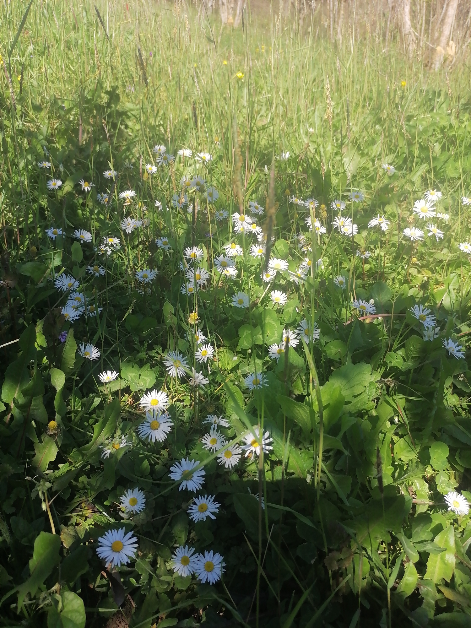 The image presents a vibrant, sun-drenched close-up of a natural landscape, primarily a field or meadow teeming with green vegetation and numerous common daisy (Bellis perennis) flowers. The foreground and midground are densely covered with these white and yellow daisies, their bright white petals and distinct yellow centers standing out against the lush greenery. Various types of green foliage populate the scene, including broad-leaved plants and a multitude of tall, slender blades of grass, some topped with mature seed heads, which rise above the daisies. A few smaller, subtle yellow wildflowers are interspersed among the taller grass in the background, hinting at further floral diversity.
The scene is illuminated by strong, dappled sunlight, indicating a bright day, likely morning or late afternoon, with the sun casting distinct shadows across the plants. This interplay of light and shadow creates depth and texture, highlighting individual flowers and blades of grass while also conveying the density of the vegetation. The background features blurred, vertical elements that might suggest distant trees or shrubs at the edge of the field. There is no visible activity or event, nor are there any people, animals, or man-made objects. No text is present in the image. The overall atmosphere is one of natural serenity, capturing the fresh, undisturbed beauty of a wildflower patch bathed in sunlight.