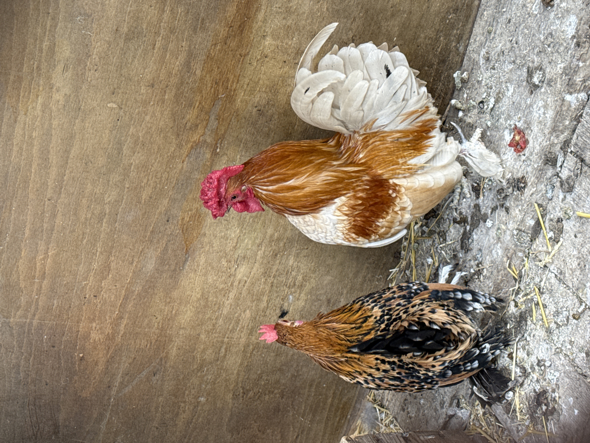 Two chickens, a rooster and a hen, are positioned on a wooden surface. The rooster, with predominantly brown and white feathers, has a red comb and wattle. Its tail feathers are white and spread outwards. The hen has a more intricate plumage pattern of black and tan spots. Both chickens appear to be resting or standing still. The background consists of a wooden floor with some scattered straw and what appears to be bird droppings on a rougher, gray surface to the right. The lighting suggests it could be daytime, possibly indoors or in a sheltered outdoor area. The scene is likely a coop or enclosure in Baurene, Bulgaria. There is no visible text in the image.