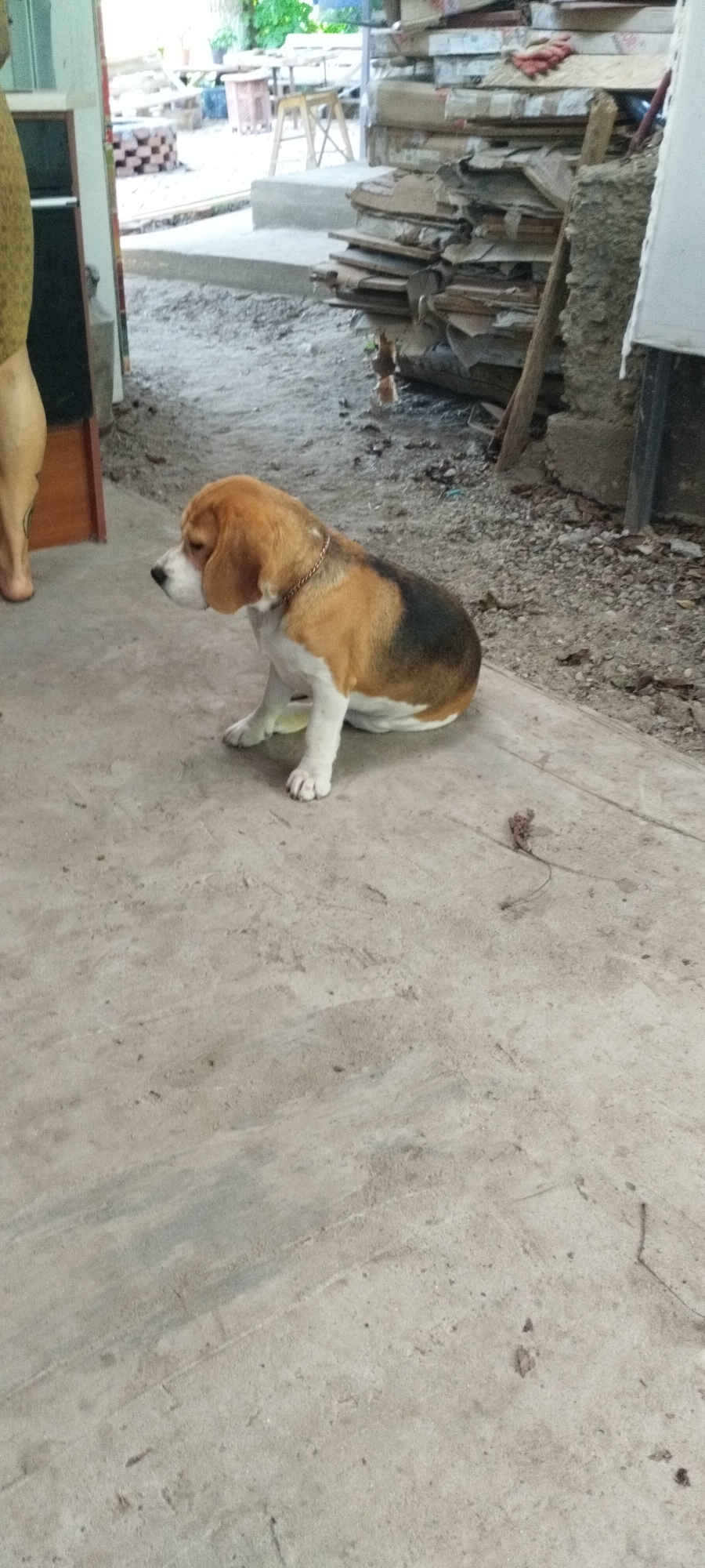 A tricolored Beagle dog sits on a concrete floor in a dimly lit outdoor area. The dog is facing to the left, with its head turned slightly down. It has brown, black, and white markings. A thin, metallic chain is around its neck. To the left of the dog, a person's lower leg and foot are visible, standing on the concrete. The background is out of focus but appears to be a cluttered area with stacks of wood or building materials, some foliage, and what might be tables and chairs in the distance. The ground is rough concrete with scattered debris.