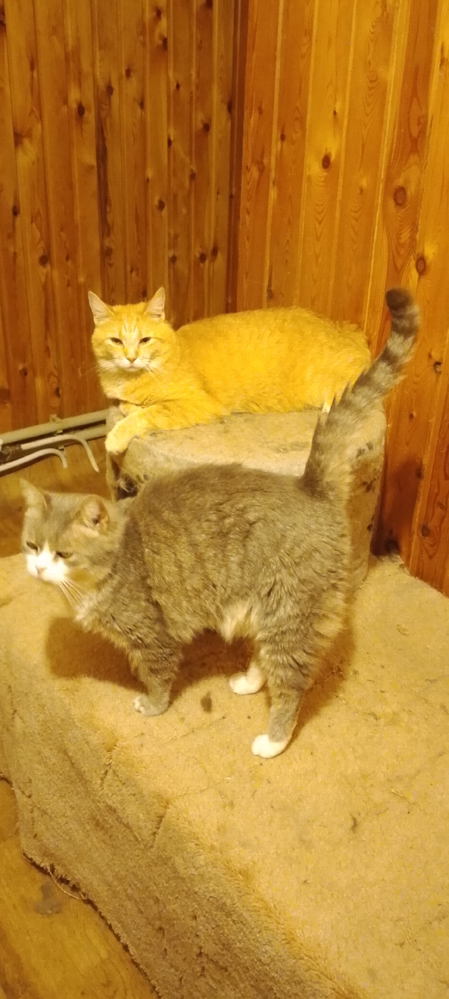 An indoor, low-light, eye-level shot features two cats. A ginger cat is lying down on a raised, tan-colored surface, facing the camera with its eyes partially closed and head tilted slightly. In front of and slightly below it, a grey and white cat stands facing left, with its head turned towards the camera. Its tail is held upright. The cats are positioned in front of a vertical wooden plank wall.