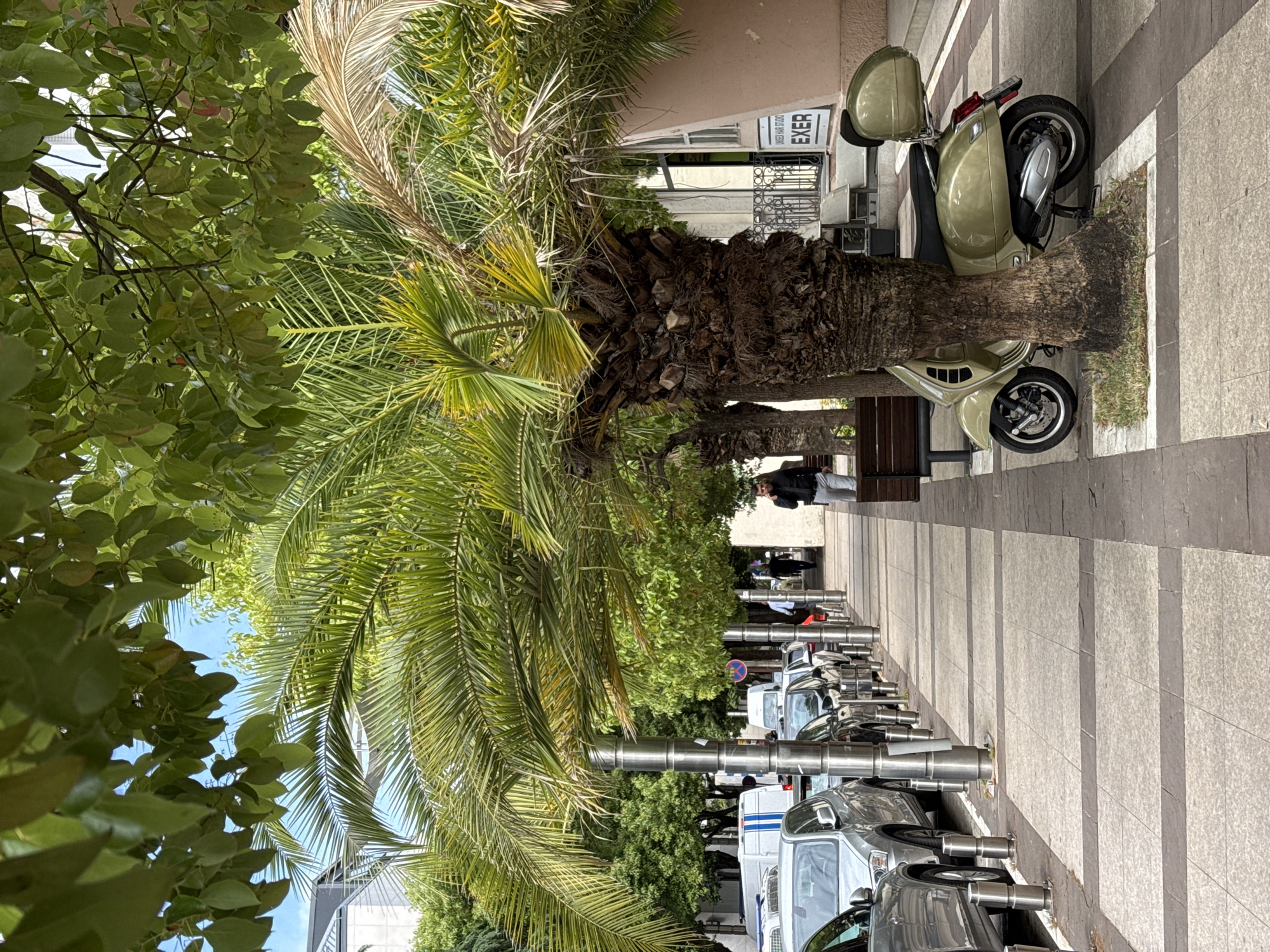 The scene depicts a sidewalk in Podgorica, Montenegro. A large palm tree is prominent on the left side of the image, its trunk positioned between a bench and a parked vintage green scooter. Behind the scooter, there is a building with a sign that reads "EXER". Further down the sidewalk, there are rows of metal bollards separating the pedestrian area from parked vehicles, including a white van and several cars of varying shades of grey. In the distance, a pedestrian walks along the sidewalk. Other trees and foliage are visible, creating a green canopy effect overhead. The sidewalk itself is paved with rectangular grey tiles.