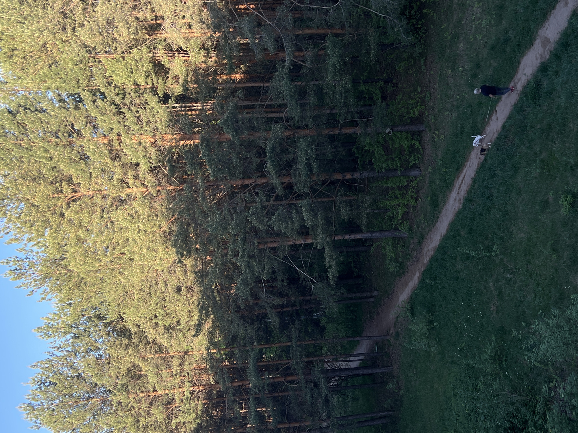 The image depicts a forest in Chaikovsky, Russia. A sandy path cuts through the forest, and a person and two dogs are walking on the path. The forest contains tall trees, with some areas receiving direct sunlight. The other side of the path has a grassy area.