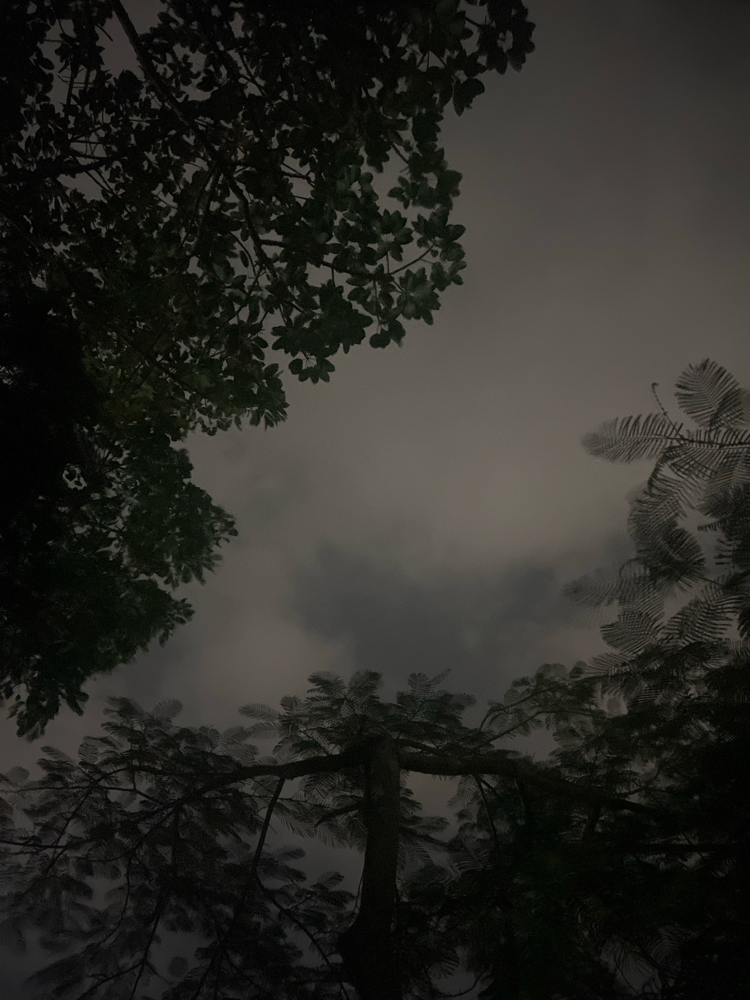 The image is a low-angle shot of trees against a cloudy, overcast sky, taken at night. The foliage of several trees is visible in silhouette, framing the sky. The overall mood is dark and somewhat ominous. The image does not contain any information that would allow for its location to be determined, including in Hoi An, Vietnam. There are no people, objects, actions, or interactions depicted. The environment is limited to the trees and the sky.