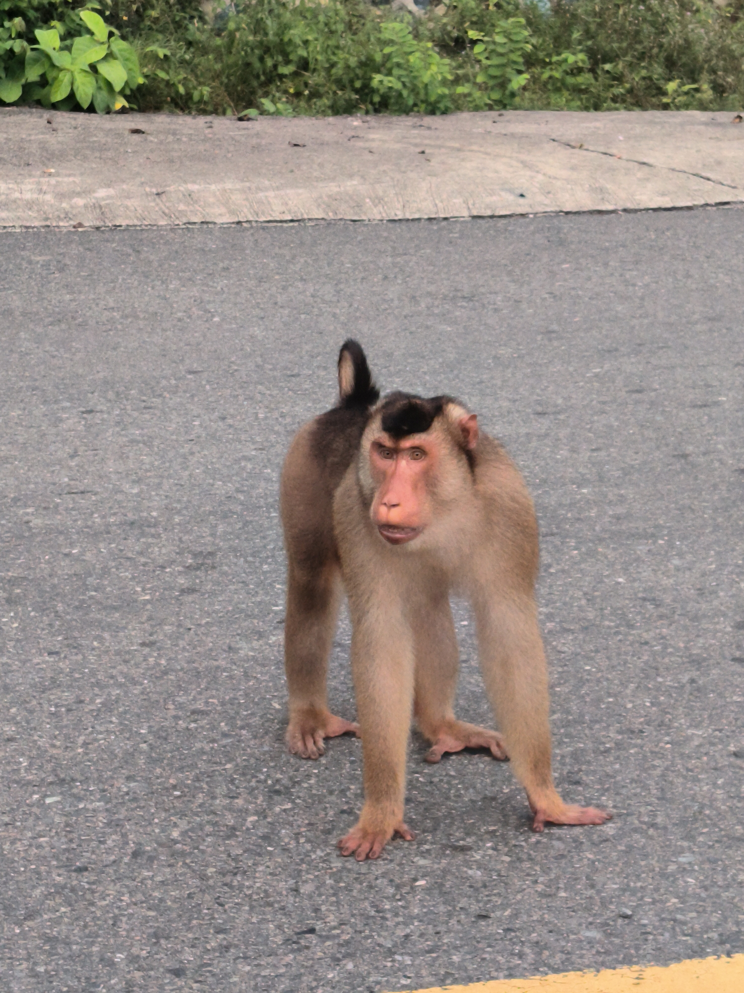 A pig-tailed macaque stands on an asphalt road in Sukamulia, Indonesia. The monkey is light brown with a distinctive dark brown or black cap of fur on its head and a short, curled tail. It is positioned on all fours, with its head slightly turned towards the viewer, and its mouth is slightly open. Its eyes are dark, and its face has reddish tones.
The road surface is grey, speckled with lighter and darker aggregate, suggesting typical asphalt. A thin, faded yellow line is visible along the bottom edge of the image, indicating a road marking. Beyond the road, there's a grey concrete curb, separating the road from an area of dense, green foliage and bushes. The lighting suggests it is daytime, with no shadows indicating specific weather conditions beyond clear visibility. There is no visible text in the image.
