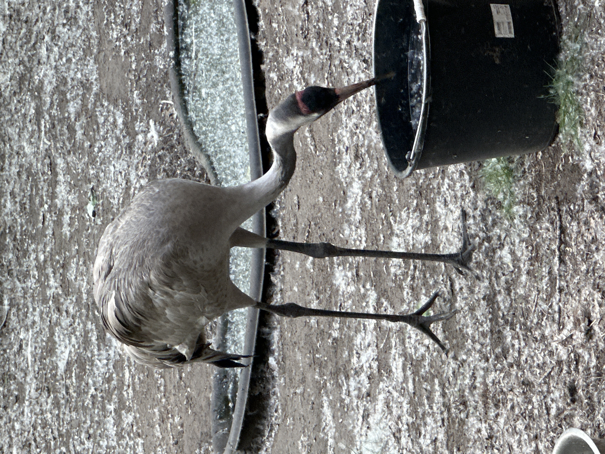 An outdoor, eye-level shot captures a grey crane (likely a Common Crane or similar species) actively feeding or drinking from a black plastic bucket in Omsk, Russia. The large bird, positioned centrally, is predominantly light grey with darker primary feathers and long, dark, slender legs ending in distinct feet. Its neck is extended, and its head, which is black with a noticeable reddish patch on the back, is submerged inside the bucket. The crane's long, pointed beak is visible within the container.
The ground surface beneath the bird and the bucket is textured, appearing to be a mix of dark earth and abundant light-colored debris, possibly feathers or dried vegetation. A long, dark, pipe-like object runs along the left side of the frame, adjacent to a lighter, possibly wet or reflective surface. The black bucket, which has a white handle, sits on the ground to the right of the crane. Some sparse green grass sprouts are visible near the base of the bucket. A small, white, rectangular label with illegible dark markings (possibly a barcode or text) is affixed to the side of the black bucket. The scene is illuminated by natural daylight, suggesting it is daytime. No people are visible.