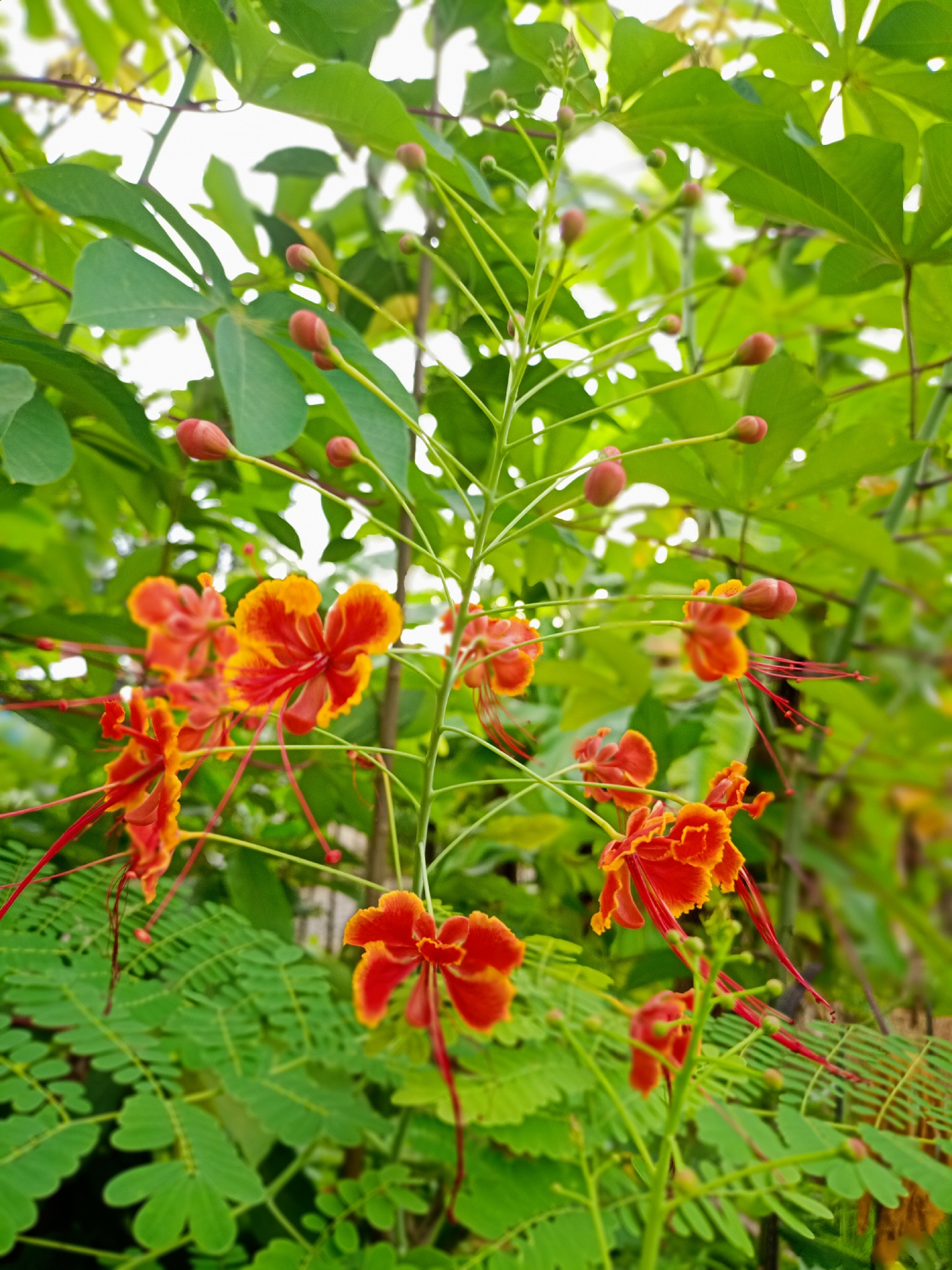 A vibrant close-up captures a cluster of red and yellow Pride of Barbados flowers in full bloom. The flowers are interspersed with numerous unopened buds, hinting at further blossoming. The scene is filled with a variety of green foliage, including ferns and broadleaf plants, creating a dense background. The image was taken in Buketteukuh, Indonesia.