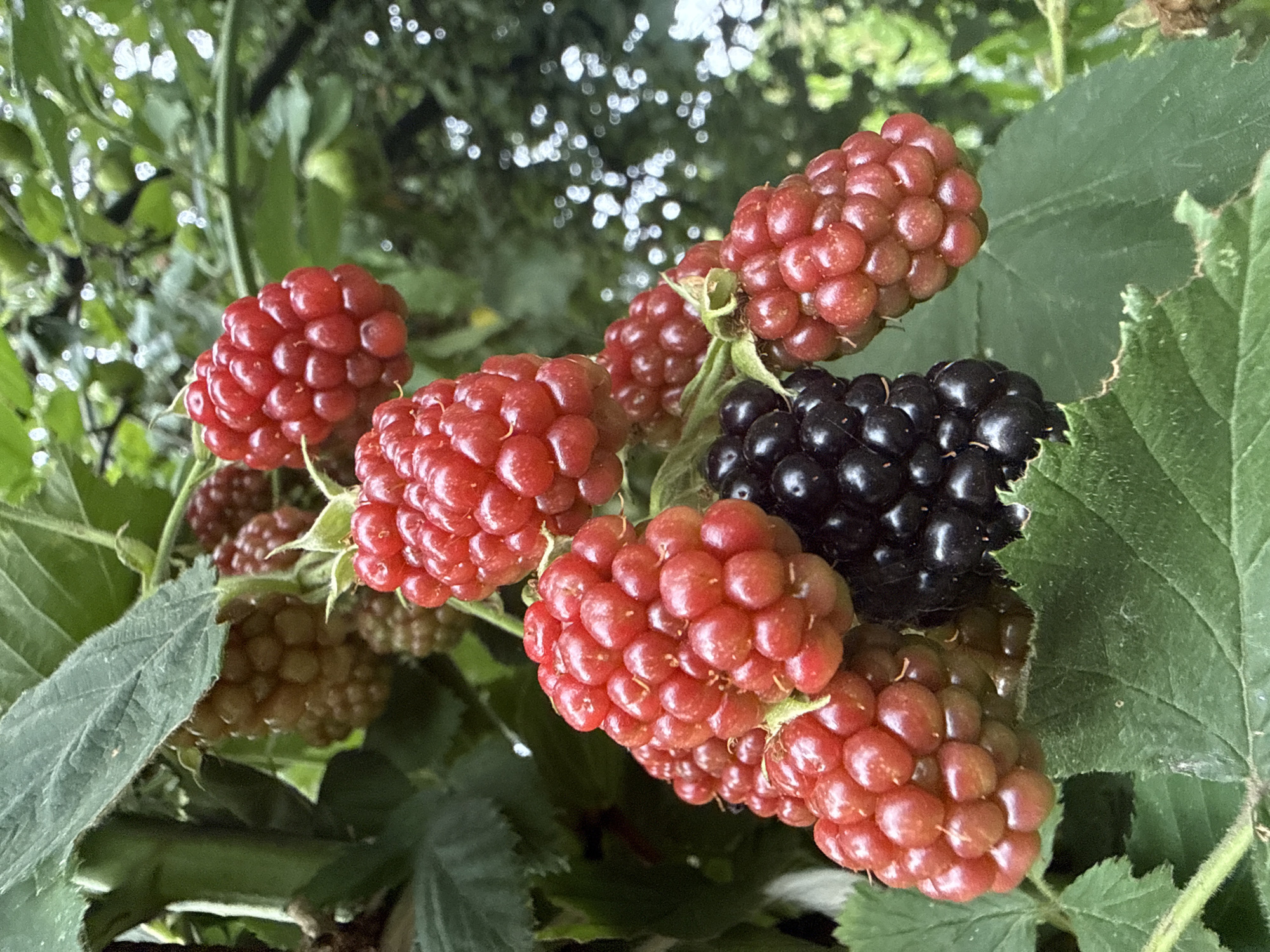 A close-up shot captures a cluster of ripe blackberries on a plant. The blackberries are a deep, glossy black and are clustered together, some still attached to their stems. The surrounding foliage is a vibrant green, providing a stark contrast to the dark berries. The image is taken from a low angle, with the berries filling most of the frame. The lighting is natural, suggesting an outdoor setting.