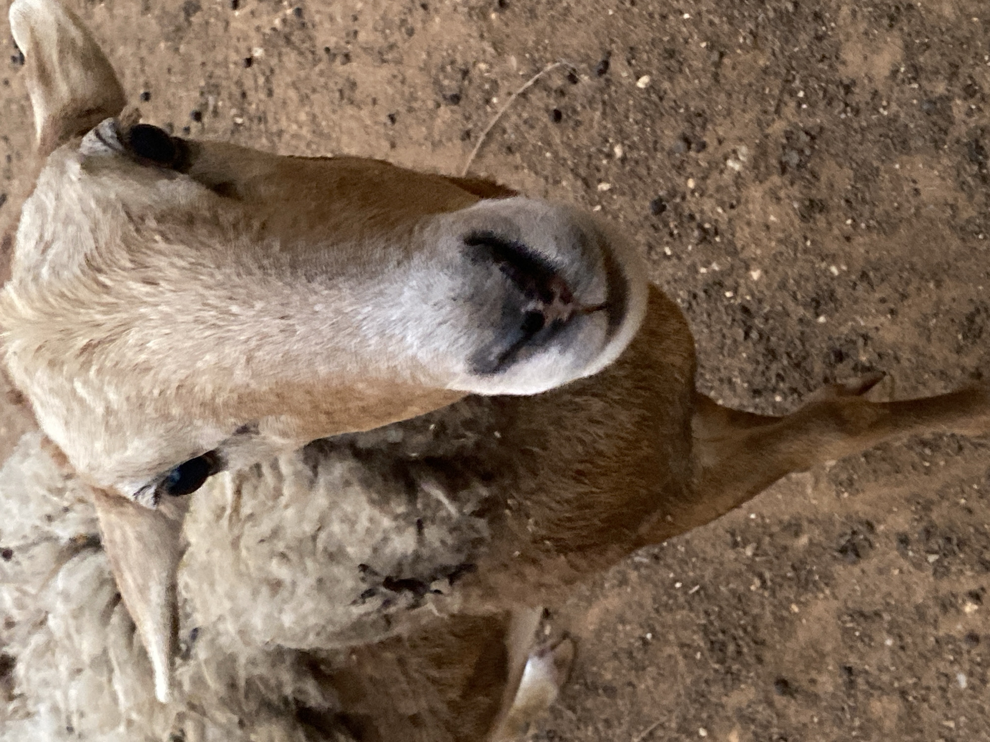 The image shows a close-up, overhead view of a light brown and white sheep lying on a dirt or gravel ground. The sheep's face, with a black nose, is prominently featured, and one of its legs is visible extending to the right side of the frame. The background is blurred and consists of soil and small pebbles. The location is Tinaquillo, Venezuela.