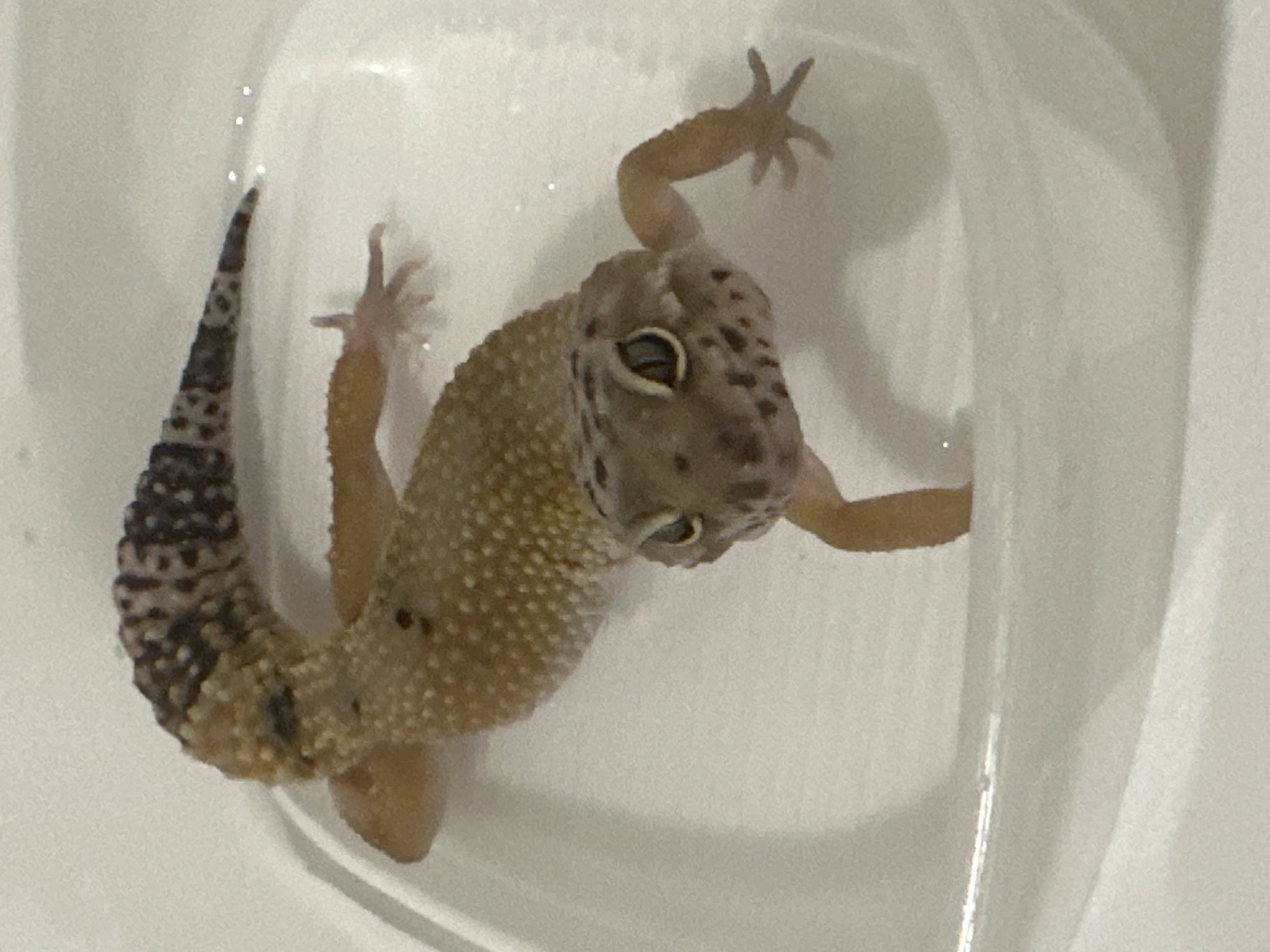 A leopard gecko (Eublepharis macularius) is depicted partially submerged in shallow, clear water within a white, opaque, curved-sided basin. The gecko's body is light brown to tan, covered in small, raised, pale yellow tubercles, with irregular dark brown spots present on its head and dorsal region. Its tail is prominently banded with alternating dark brown and white segments. The animal's head is raised, with its large, amber-colored eyes featuring vertical pupils, oriented directly towards the viewer. Its four limbs are splayed, with the digits of the forelimbs visible above the water surface. No visual information within the image indicates the location as the city of Moscow, Russia.