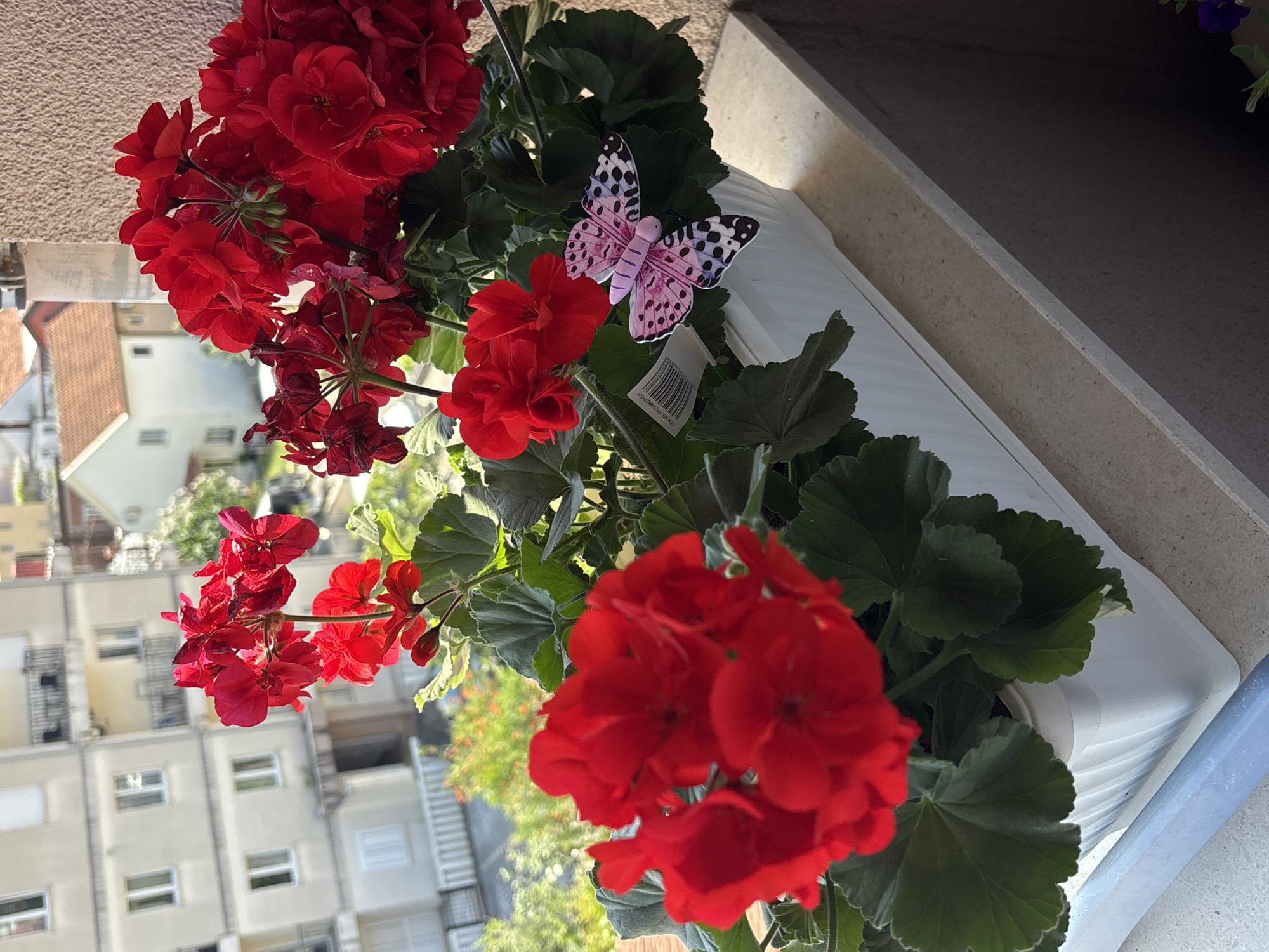 The image depicts a balcony planter box filled with red geraniums and green foliage, located in Budva, Montenegro. A faux butterfly with pink wings and black spots is perched among the plants. In the background, there are residential buildings with white facades and numerous windows, reflecting the urban environment of Budva. The planter box sits on a balcony ledge. Sunlight illuminates the scene.