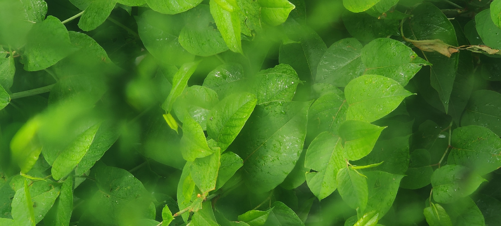 The image is a close-up, vertical shot of green leaves with water droplets, likely from rain or dew. The leaves are lush and varied in size and shape, with some appearing slightly blurred due to the focus. The overall impression is one of natural foliage, possibly in a garden or wooded area. There are no people or man-made objects visible in the image. The scene is consistent with the natural environment of Shelestove, Ukraine, a village known for its rural setting.