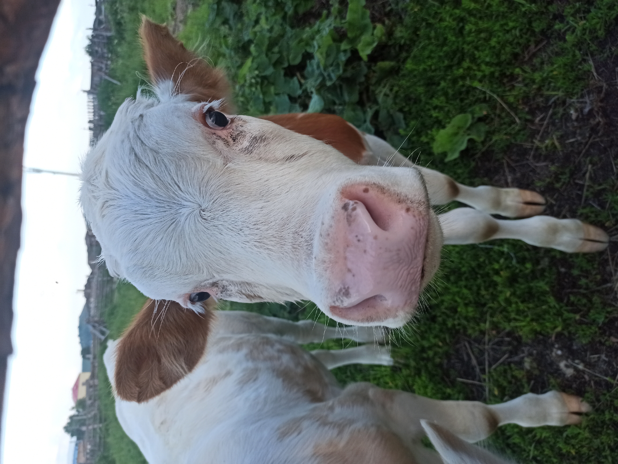 A close-up shot captures the face of a young cow with a white and tan coat, its large pink nose and dark eyes prominently featured. The cow is standing in a grassy outdoor area, likely a field or pasture. In the background, a wooden fence and a few rustic buildings suggest a rural setting, consistent with the village of Nigamatovo, Russia. The overall lighting indicates it is daytime, possibly late afternoon or early evening, with a slightly overcast sky. Another cow, mostly out of focus, is visible to the left.