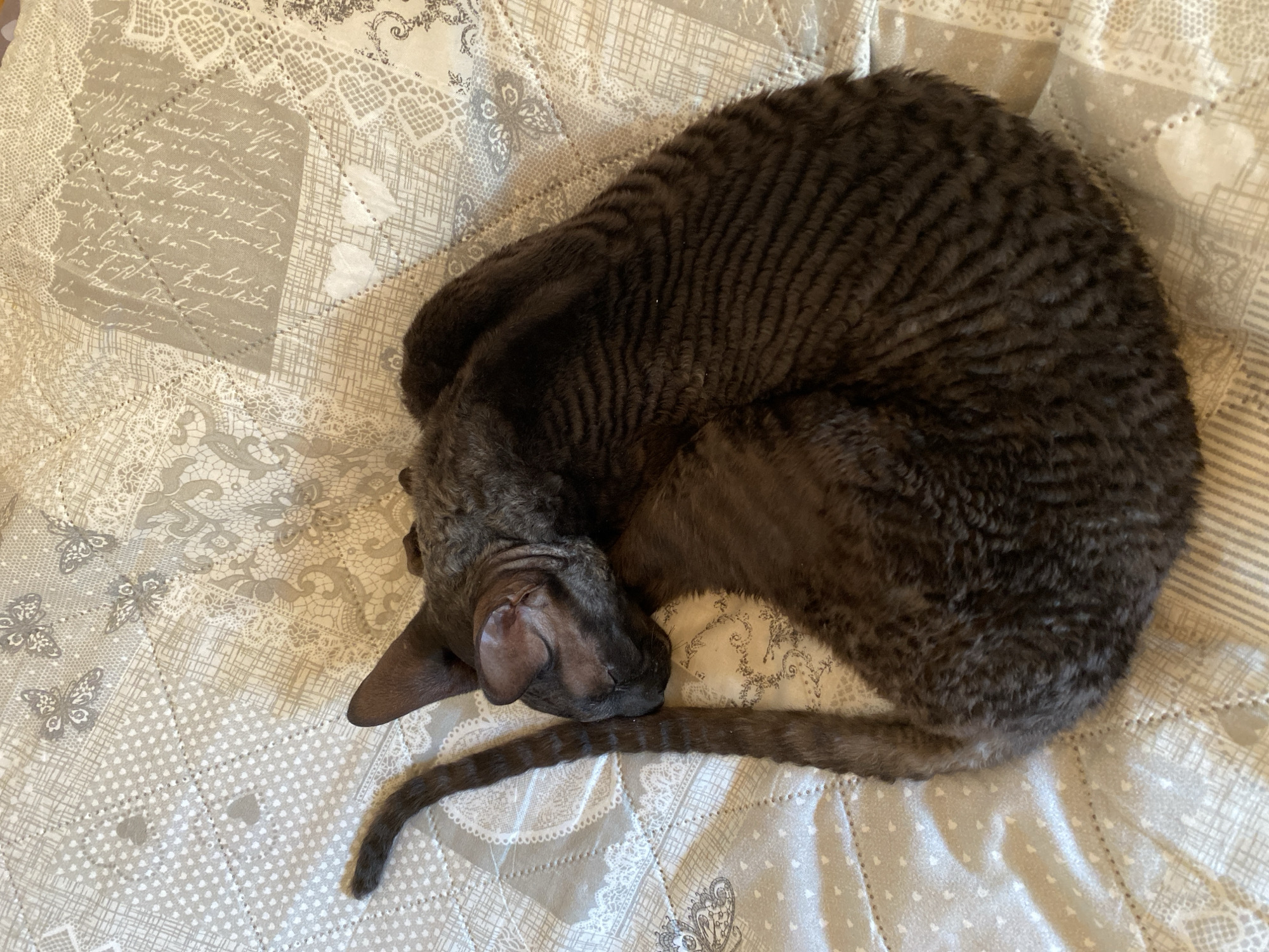 The image shows a dark brown Cornish Rex cat curled up and sleeping on a patterned blanket. The blanket has a quilted design with various textures and lace-like patterns in shades of grey and cream. The cat's fur is curly and appears to have a subtle tabby marking. The cat's tail is curled around its body. The scene appears to be indoors, likely on a bed or couch, and does not provide any specific indicators of the city of Flammersfeld, Germany.