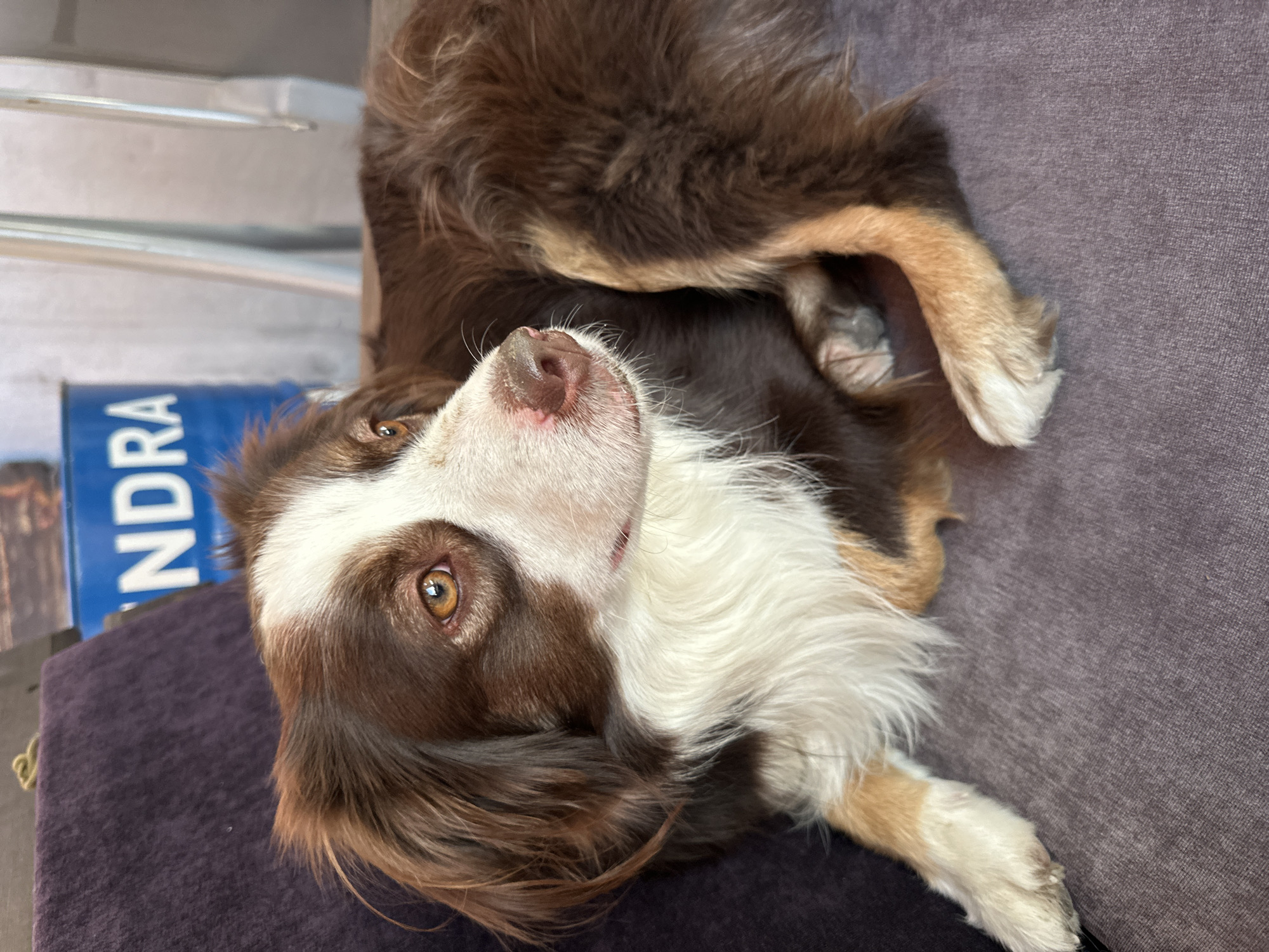 A brown and white Australian Shepherd dog lies on a purple couch in an indoor setting. The dog's head is turned to the right, with its eyes open and looking away from the camera. The dog has brown fur on its head and back, with a white chest and legs. Its nose is pink and wet, and its tail is curled up behind its body. In the background, there is a blue barrel with white lettering that says "INDRA". The overall lighting is natural and soft. There are no people or other animals visible in the image.