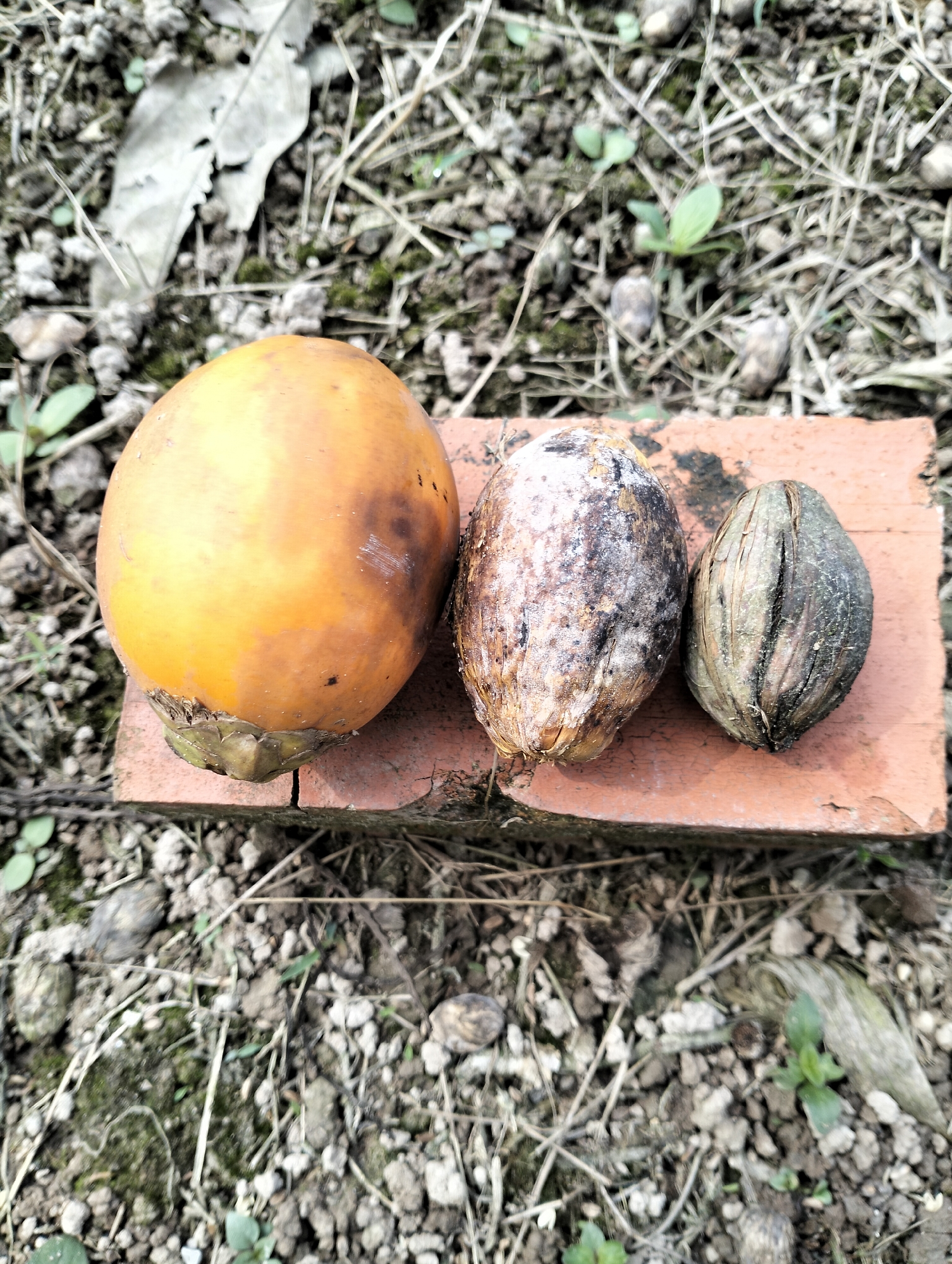 Three palm fruits are placed on a red brick on the ground. The palm fruits are of varying sizes and conditions. The largest, on the left, is orange and appears to be fresh. The middle fruit is brown and white, with signs of decay or mold. The smallest, on the right, is dark brown and has a rough, fibrous texture. The ground is covered with dry leaves, twigs, and small green plants, indicating an outdoor environment. The location is identified as Serdang Jaya, Indonesia.