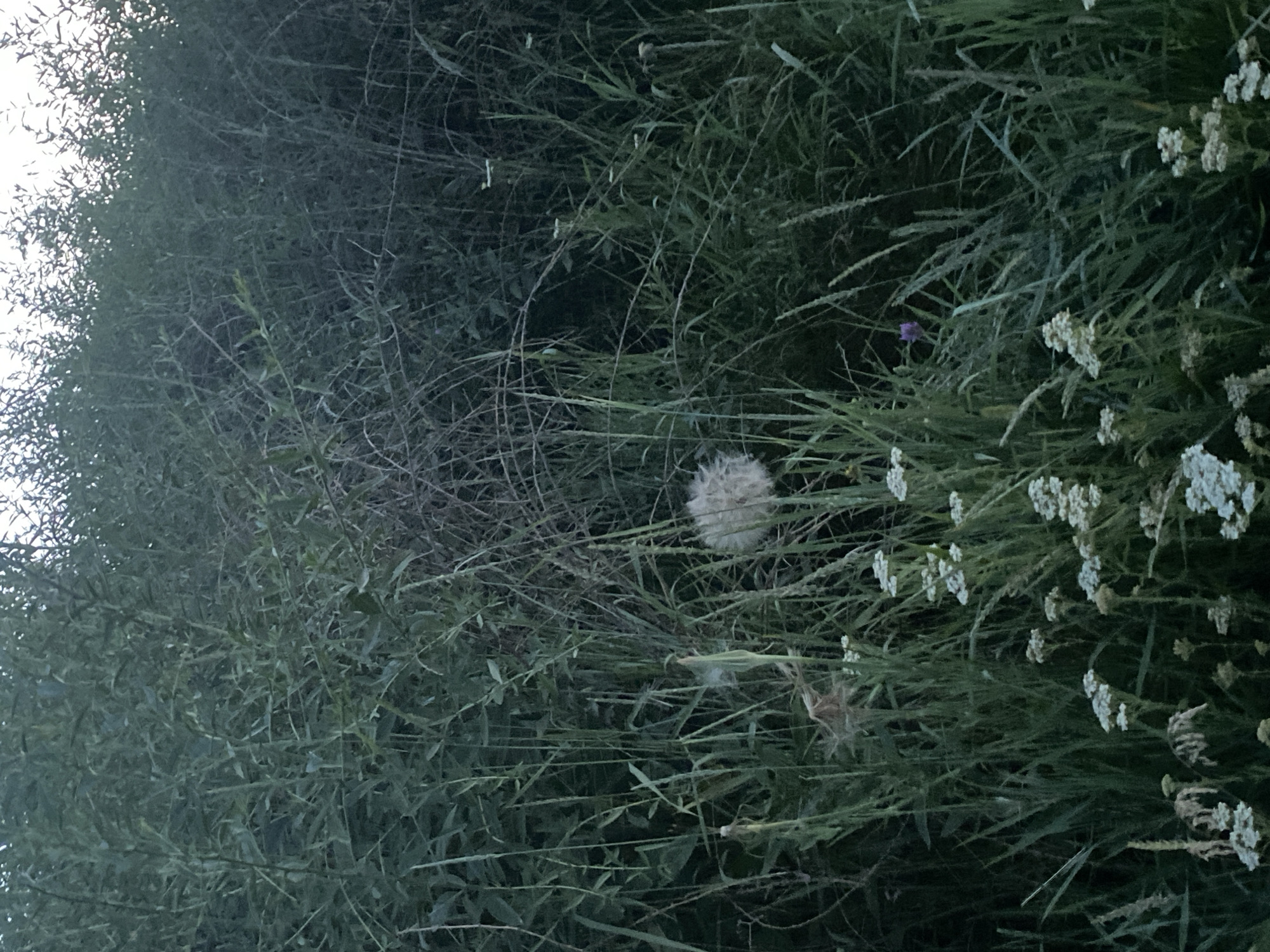 The image depicts a close-up, vertical shot of a patch of tall green grass and foliage, possibly a meadow or roadside verge, with a blurred background of denser vegetation and a sliver of bright sky visible at the top. A single, spherical, fluffy white seed head of a dandelion or similar plant is prominently located slightly right of center in the mid-ground. Scattered throughout the grass are small clusters of white wildflowers, and to the right of the dandelion seed head, a single small purple flower is visible. The lighting suggests it is either early morning or late evening, with the overall tone being somewhat dark and verdant. There are no people or animals visible in the frame. The context of Ustyvytsia, Ukraine, suggests this is an outdoor natural setting within or on the outskirts of that location.