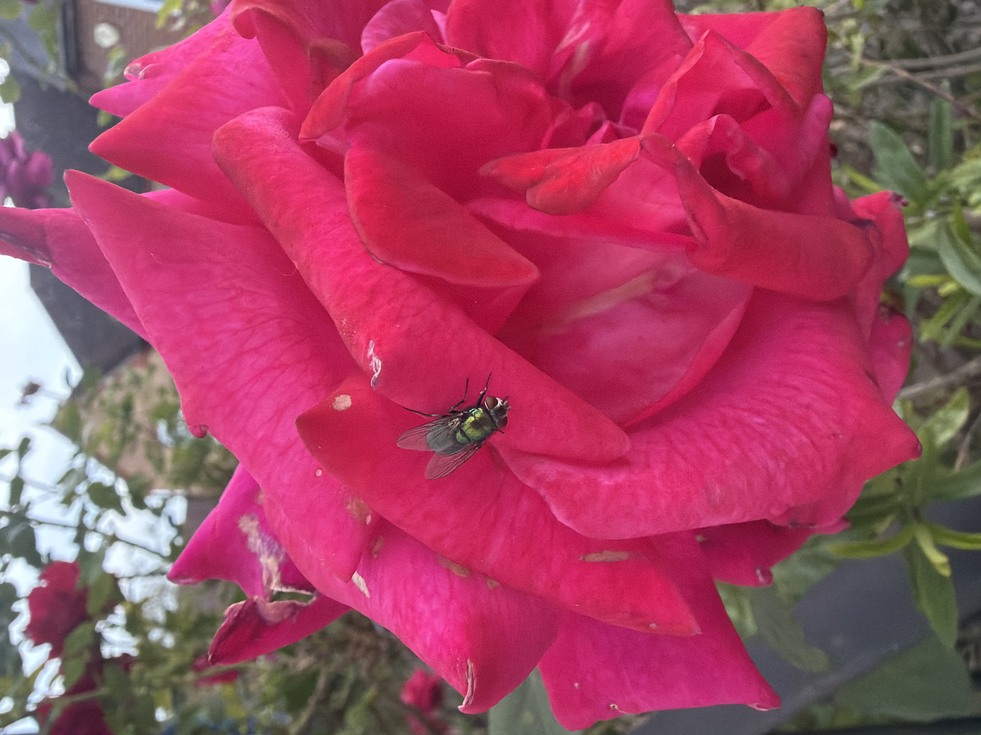 The image presents a detailed close-up of a vibrant magenta rose in full bloom, situated in the city of Maidstone, United Kingdom. The rose occupies the majority of the frame, displaying numerous layered petals with a deep, vivid pink coloration. Visible on the petals are subtle textural details, along with minor surface blemishes such as small white or pale spots and slight browning at some petal edges.
Resting on one of the upper-middle petals is a metallic green fly, consistent with a blow fly (Calliphoridae family). The fly is positioned facing towards the upper right portion of the image, with its transparent wings, segmented body, and dark compound eyes clearly discernible. It appears to be static, perched on the petal.
The background is rendered out of focus, revealing blurred green foliage, likely representing other garden plants or rose leaves. In the upper-right quadrant, a building with a dark roofline and light-colored brickwork is faintly visible through the vegetation, along with a indistinct circular or square white feature on its wall. Patches of light, overcast sky are discernible through gaps in the upper foliage. The lighting is diffuse and natural, suggesting ambient daylight conditions. The foreground bottom right shows blurry hints of dry vegetation. No human subjects are present.