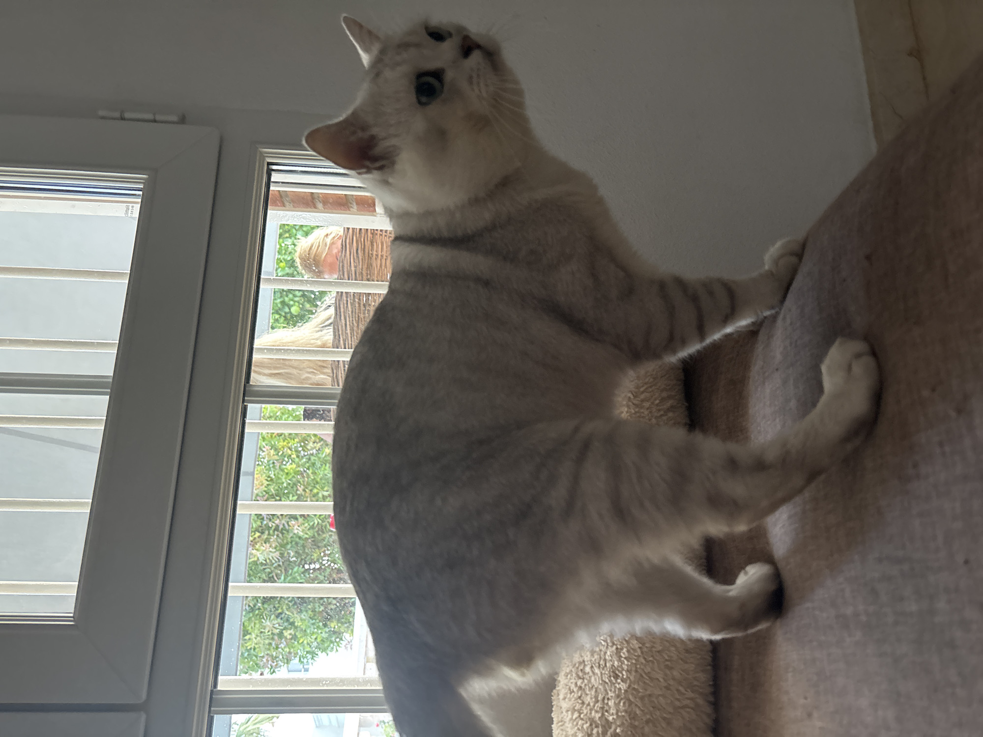 A light-colored cat with gray tabby markings stands on a cushioned surface in front of a window with vertical bars. The cat is facing to the right, with its body slightly hunched. Behind the cat, through the window, lush green foliage is visible, suggesting an outdoor setting. In the background, partially obscured by the window bars, a person with blonde hair can be seen. The interior environment appears to be a room with a plain white wall on the right. The scene is captured indoors, likely in a residence.