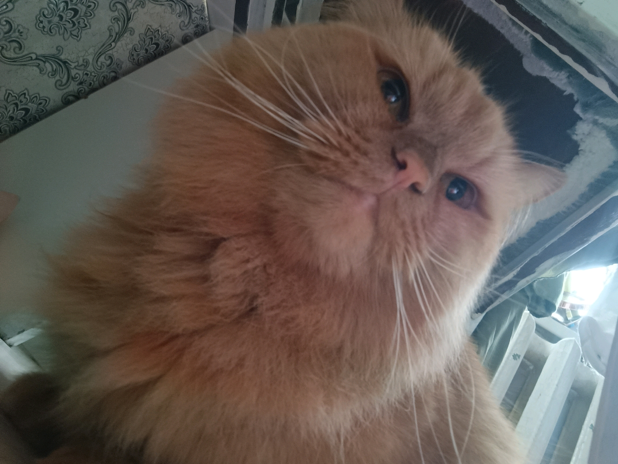 The image is a close-up, low-angle shot of a ginger cat with fluffy fur and prominent white whiskers. The cat's face is the primary focus, with its eyes looking upwards and slightly to the right. Part of the cat's body, particularly its chest and shoulder area, is visible and appears to be soft and voluminous.
In the background, to the left, there is a patterned wallpaper with an ornate, possibly floral, design in shades of grey and white. To the right of the cat, there are elements that suggest an indoor environment, possibly a room or a sheltered area. These elements include white, vertical, slatted structures, which could be part of furniture or a crib. Above these structures, there are darker, horizontal bands that appear to be the edge of a ceiling or furniture. The lighting suggests an indoor setting, with a light source coming from the right. There is no identifiable location within the city of Chaikovsky, Russia, visible in this image.