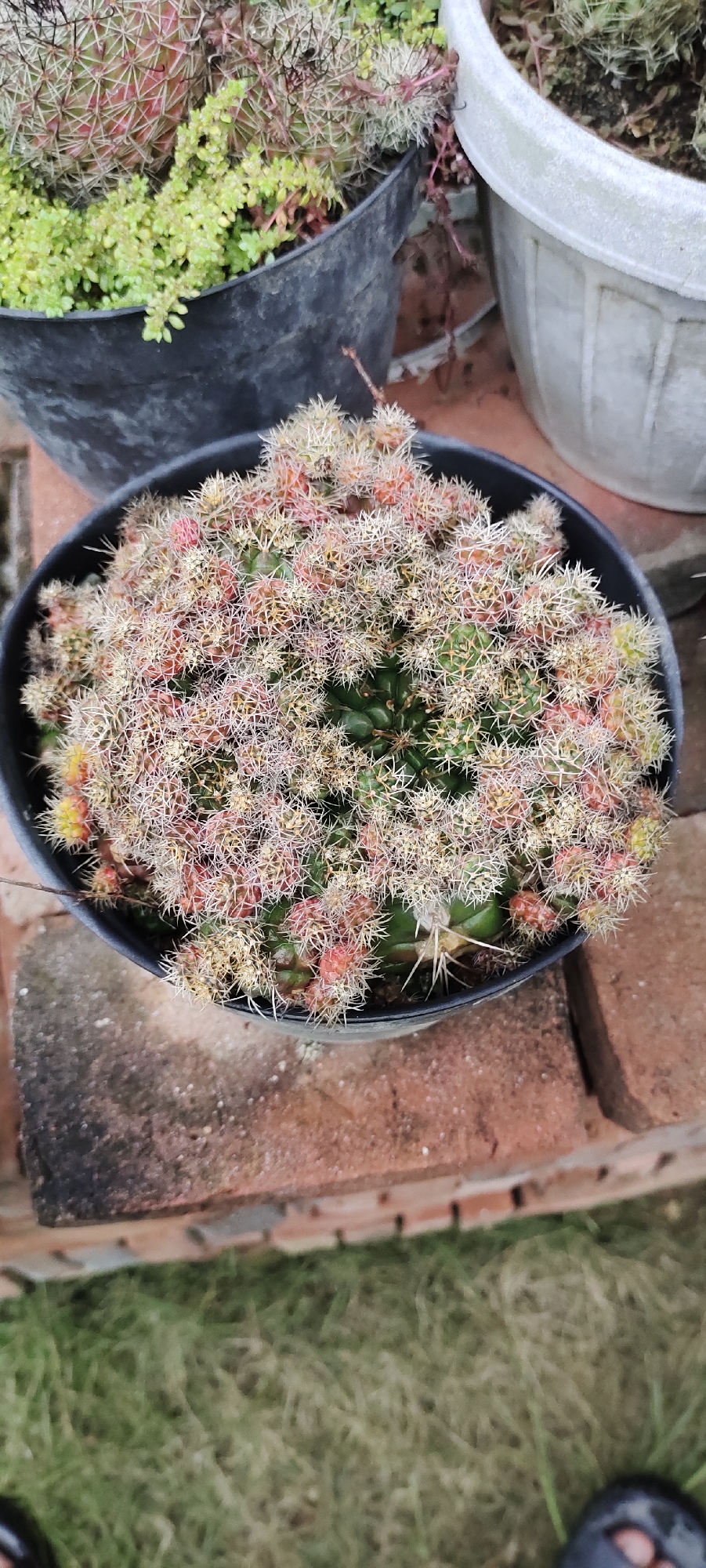 The image displays a potted cactus, likely in a garden or outdoor setting, as indicated by the presence of grass and what appears to be bricks. The cactus is a globe-shaped variety, densely covered in numerous small spines. It exhibits a mix of green and reddish-pink coloration, suggesting new growth or flowering buds. The plant is housed in a dark-colored pot, which is placed on a surface made of bricks. In the background, other potted plants and a white planter are partially visible, along with some vegetation. The lighting suggests it is daytime. There is no clear indication of the location being specifically within the city of Lhokseumawe, Indonesia, nor are there any people or distinct actions depicted.