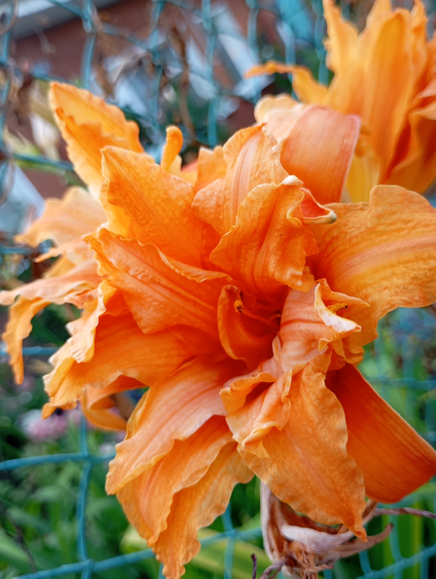 A close-up, slightly out-of-focus shot captures an orange lily in bloom, with its ruffled petals taking center stage. The lily is positioned in front of a blurred green mesh fence, which itself is set against a backdrop of greenery and distant, unfocused elements. The overall lighting suggests an outdoor setting, likely during daylight. There are no people or animals visible in the frame. The scene is situated in a garden or natural setting within the city of Fokino, Russia.