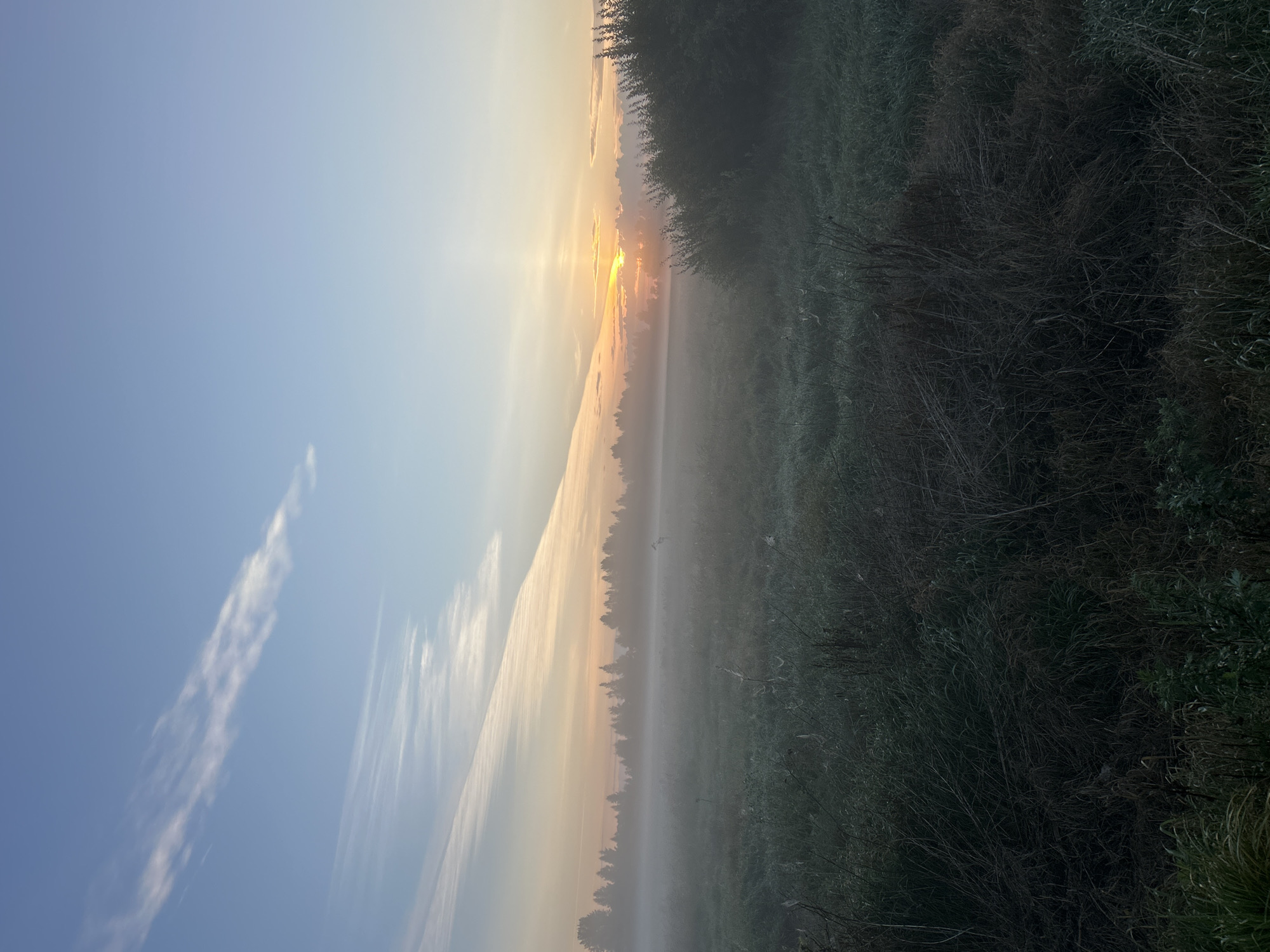 The image captures a tranquil sunrise scene in the city of Medved', Russia. The sky transitions from a pale blue at the top to soft oranges and pinks near the horizon, with wispy clouds streaking across the upper portion. A gentle mist blankets a vast, grassy field, obscuring the details of the landscape in the distance. A line of silhouetted trees forms the horizon against the dawn sky. In the foreground, the tall, dry grass and other vegetation appear dark and slightly damp, with spiderwebs visible, hinting at the early morning dew. The sun is just breaking over the horizon, casting a warm glow and creating a bright, hazy effect within the mist. The overall atmosphere is serene and peaceful, characteristic of a misty morning in a rural or semi-rural setting.