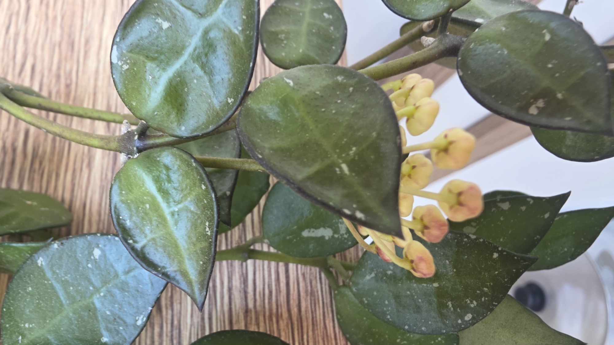 A close-up shot showcases a Hoya plant with dark green, ovate leaves featuring lighter green veining and speckled white markings. Some leaves are rounded, while others have a more pointed tip. The plant's stems are thin and greenish-brown. Emerging from the foliage is a cluster of small, light yellow flower buds with reddish tips. The plant is positioned against a backdrop of wood grain.