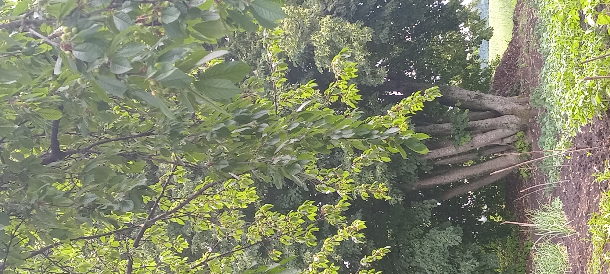In Koviagy, Ukraine, a close-up, vertical shot captures a large, multi-trunked tree laden with green cherries. The tree's branches, adorned with lush green leaves, extend across the frame, some bearing clusters of unripe fruit. In the foreground, a garden bed is visible, with dark soil and young green plants. Several thin wooden stakes are planted in the ground, possibly marking rows or supporting seedlings. The background reveals a dense canopy of trees, with hints of a field beyond. The lighting suggests an overcast day, with soft, diffused light illuminating the scene.