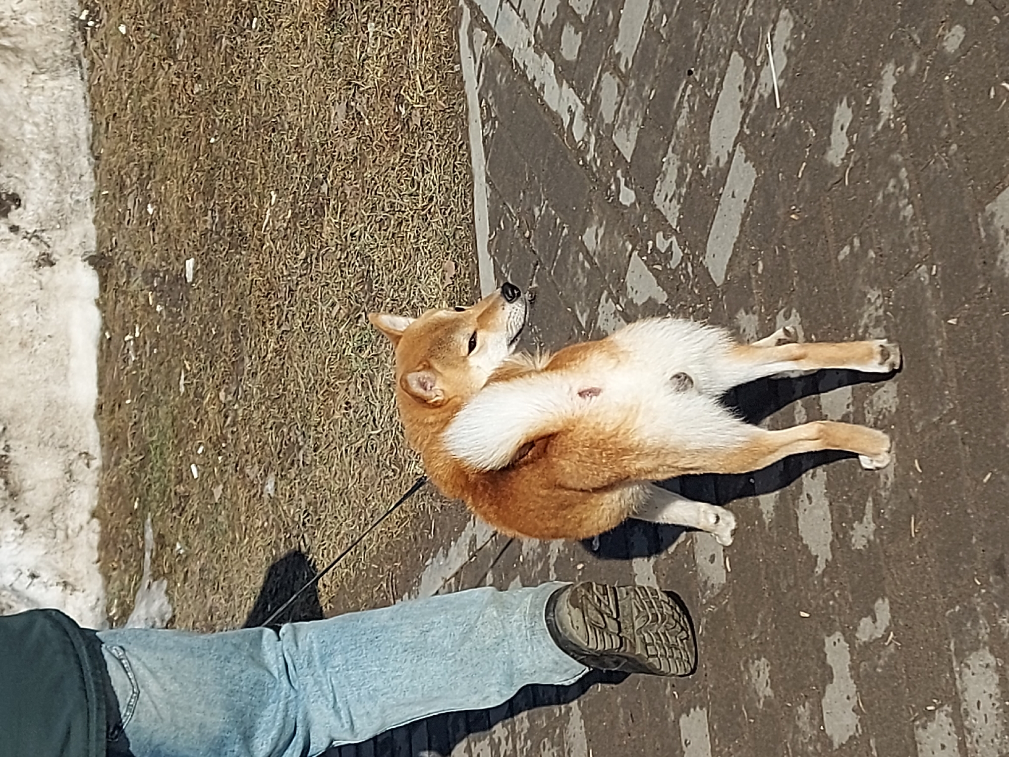 The image depicts an outdoor scene in the city of Chaikovsky, Russia, on a bright, sunny day. The lower left leg of an individual, clad in light blue jeans and a dark, rugged walking boot, is visible on the left side, indicating forward motion. A black leash extends from the person's vicinity, connecting to a medium-sized dog, consistent with a Shiba Inu breed, featuring reddish-brown fur, white underparts, and a curled white tail. The dog is positioned slightly ahead of the person, turning its head to look backward over its left shoulder, with erect ears. A distinct small, dark red mark or lesion is present on the dog's right posterior thigh/hip area. The immediate foreground and mid-ground feature a dark, damp paved walkway constructed of rectangular blocks. Adjacent to the walkway on the right is an area of dry, light brown grass with scattered organic debris. In the background, a rough, light-colored retaining wall or bank is visible, topped with patches of residual snow. Strong shadows cast by the subjects indicate direct sunlight.