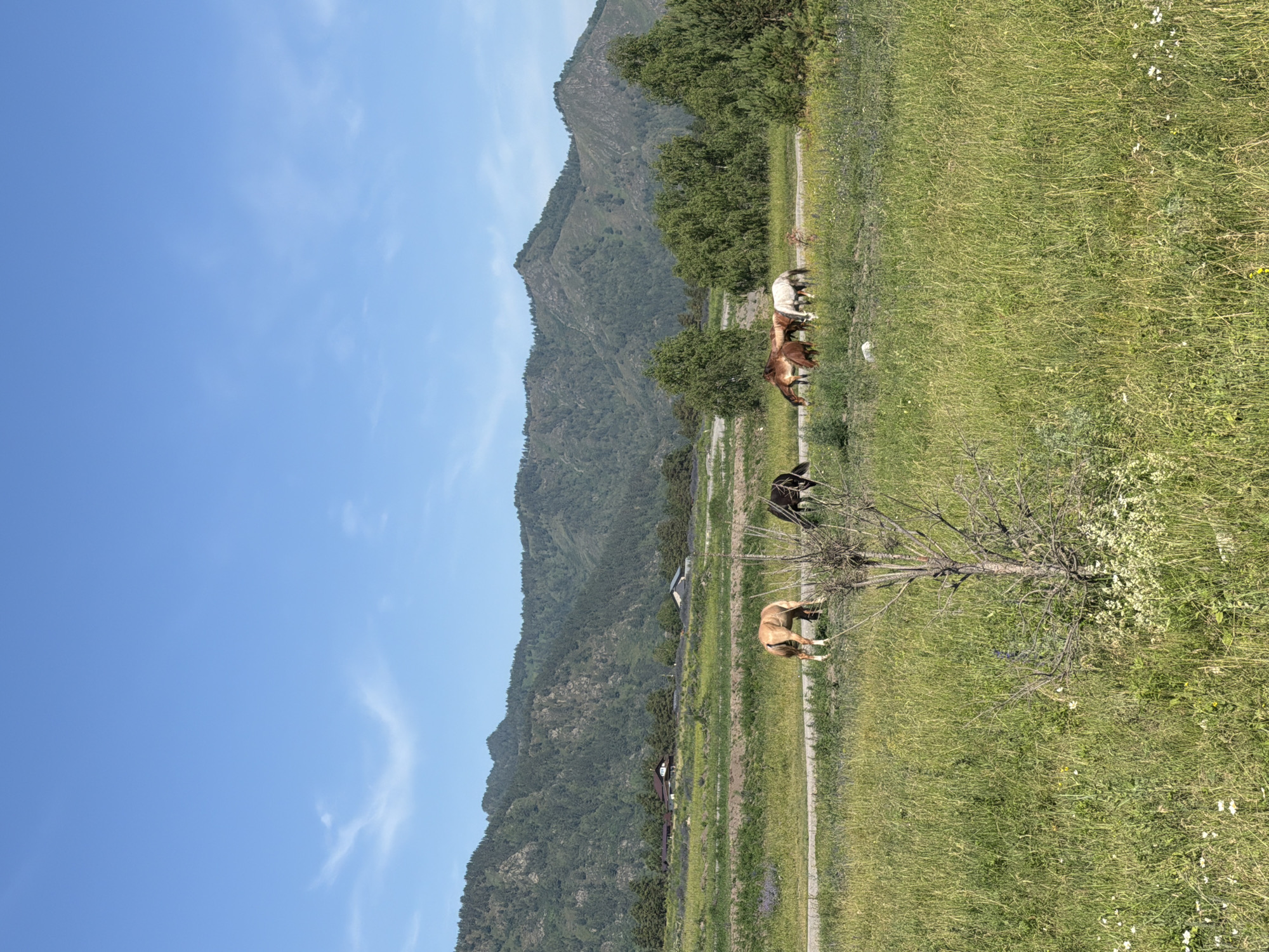 A pastoral scene unfolds under a clear blue sky in Elekmonar, Russia. Several horses graze peacefully in a lush green meadow. In the foreground, a dry, twiggy shrub stands out against the verdant grass. A dirt road or path winds through the meadow, separating the foreground from the background. Beyond the meadow, a line of trees and scattered houses suggest a small settlement nestled at the foot of rolling, forested mountains. The mountains themselves are a dominant feature, their slopes covered in dense green foliage, with rocky outcrops visible in places. The overall impression is one of tranquility and natural beauty.