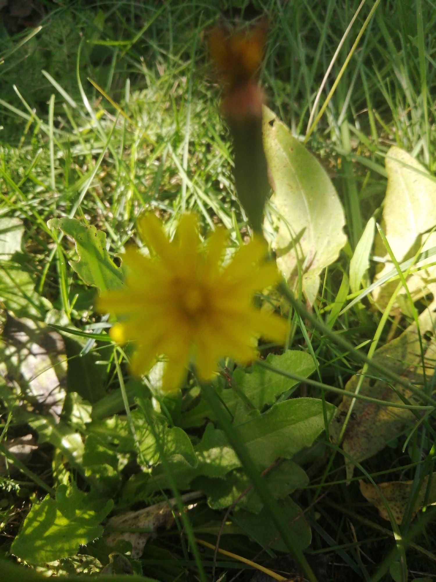In the city of Доўгаўскі сельскі Савет, Belarus, an outdoor scene captures a close-up view of grass and foliage under natural sunlight. Dominating the center of the frame is a blurry yellow dandelion flower, its petals radiating outwards. The flower is surrounded by lush green grass, with some blades appearing taller and sharper than others. Scattered amongst the grass are several green leaves, some with serrated edges, and a few with a speckled or slightly discolored appearance, suggesting the presence of dew or natural wear. The lighting suggests it is daytime, with sunlight casting shadows and highlighting textures on the vegetation. The overall impression is a snapshot of nature in a grassy outdoor environment.