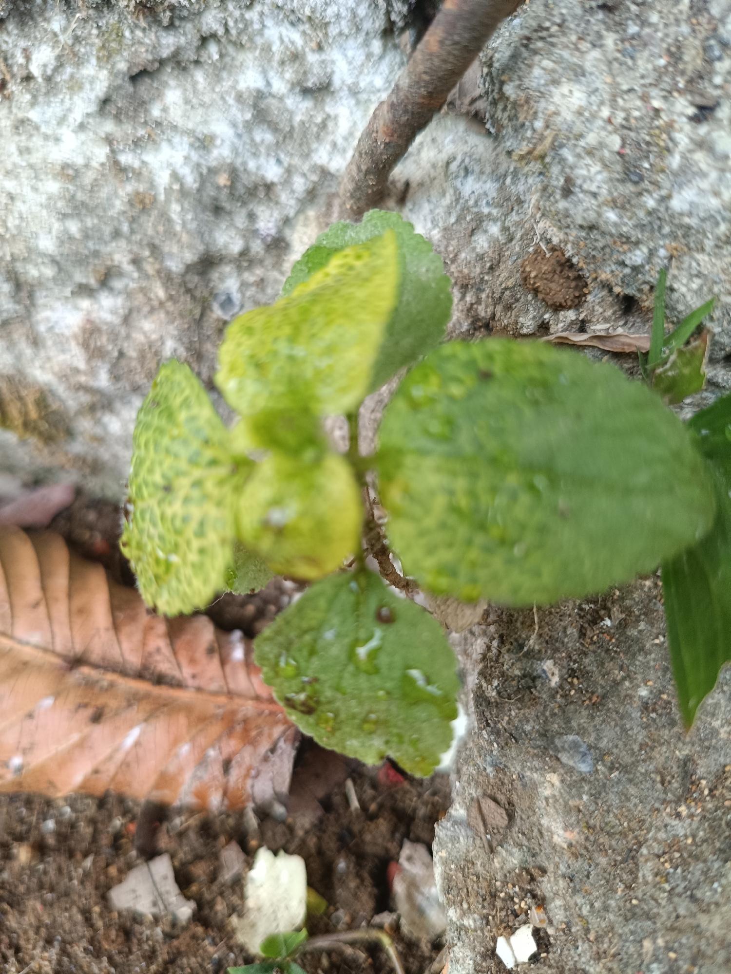 A close-up, high-angle shot captures a small, leafy green plant growing from the soil next to a rough, grey concrete wall in Kadununggal, Indonesia. The plant has several round to oval-shaped leaves, some of which are tinged with yellow and appear to have a textured or speckled surface. Small droplets of water are visible on the leaves. To the left of the plant, a dried, brown leaf lies on the dark soil, which is interspersed with small pebbles and debris. A rusty metal rod extends diagonally across the upper portion of the image, partially obscuring the concrete wall. The overall scene suggests a natural, outdoor environment in a potentially urban or semi-urban setting.