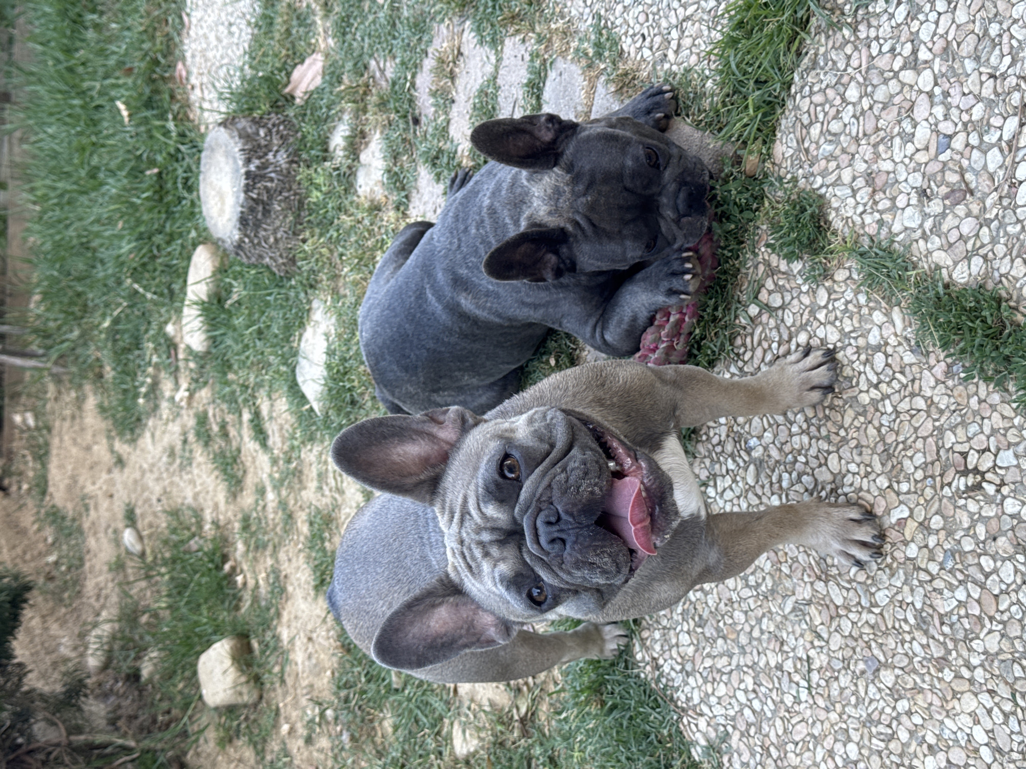 Two French Bulldogs are playing on a stone patio in a grassy outdoor area. One dog, a darker gray color, is lying on its back with its legs in the air, chewing on a pink chew toy. The other dog, a lighter fawn color, is lying on its belly and looking directly at the camera with its tongue hanging out, as if panting or excited. The ground is a mix of grass and a speckled stone patio. A small, round, cut log is visible on the grass to the left of the dogs, with a few scattered stones. The lighting suggests it is daytime, possibly late afternoon, with a neutral to warm ambiance. The scene appears to be in a residential backyard or a park setting.