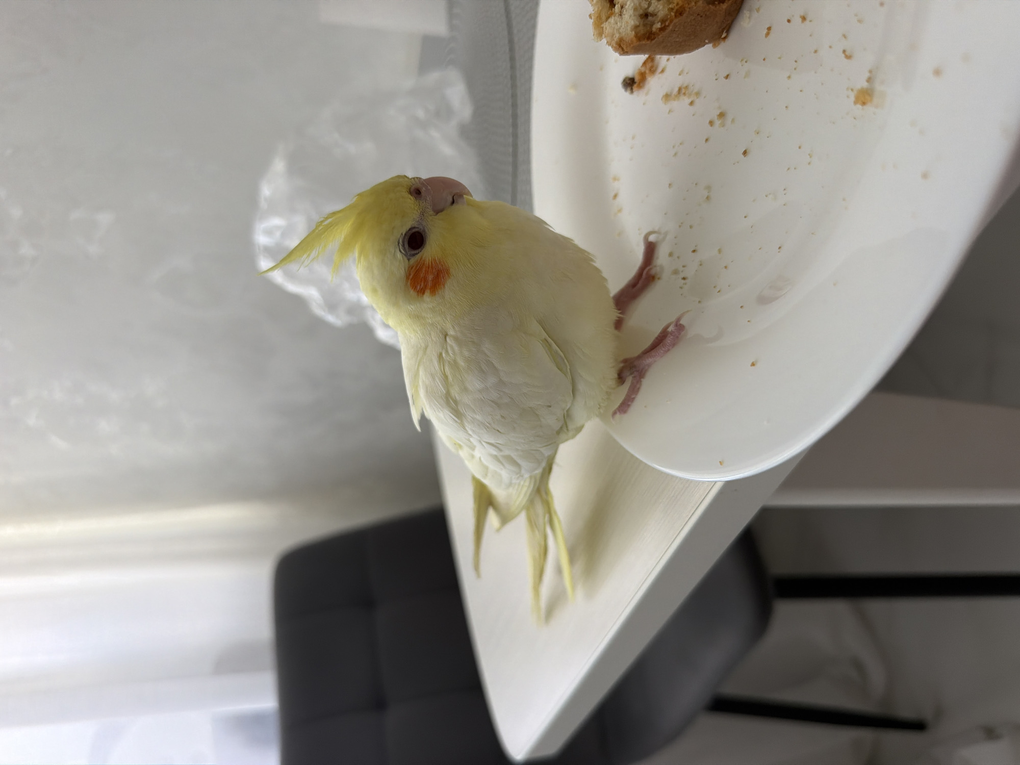 A pale yellow cockatiel with an orange cheek patch is perched on a white table next to a white plate. The plate contains a piece of bread and crumbs. In the background, a dark chair is visible, along with sheer white curtains. The scene appears to be indoors, possibly in a home. There is no information available to determine the location in the city of Chaikovsky, Russia, or any specific actions or interactions.