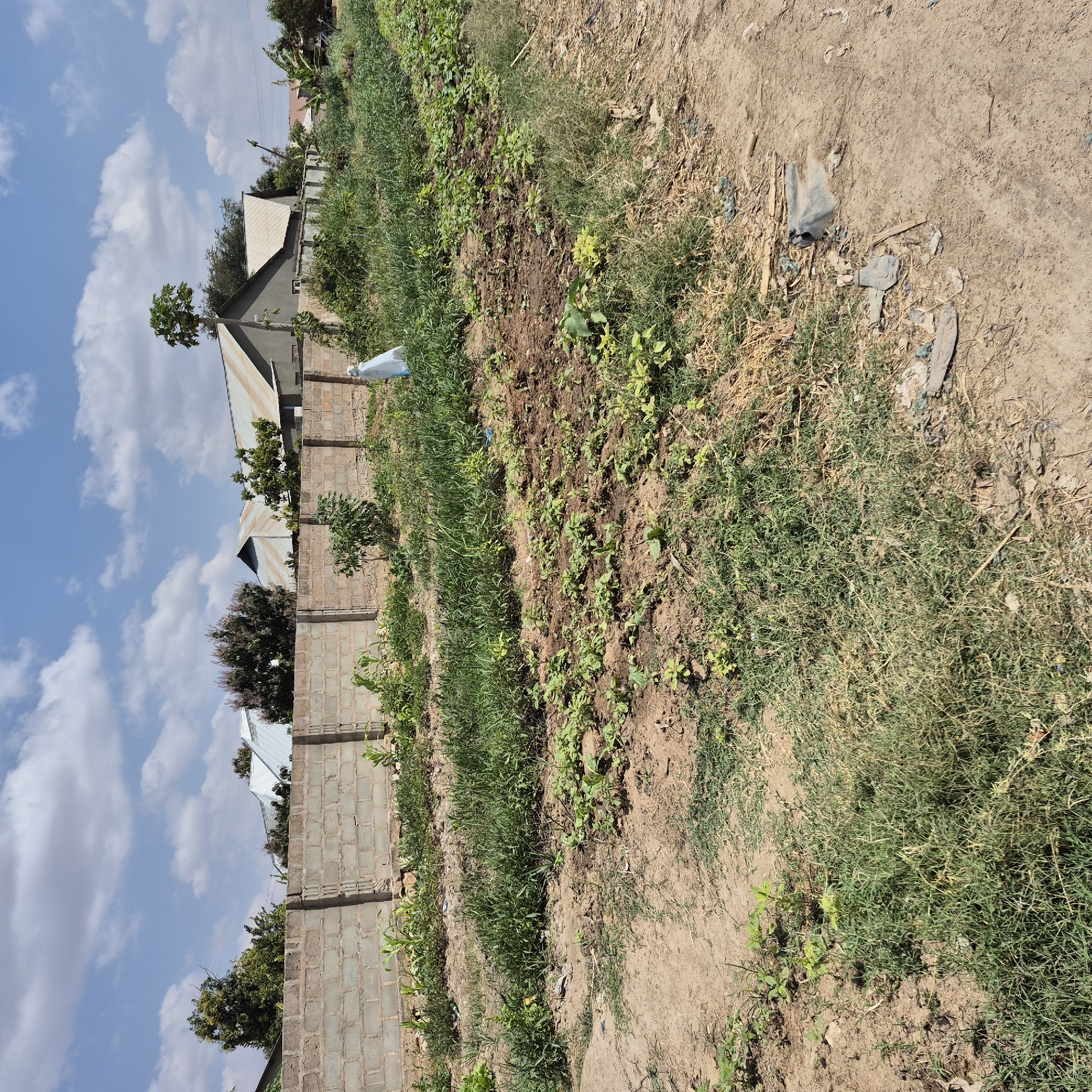 In Dodoma, Tanzania, an outdoor scene depicts a parcel of land with agricultural activity and residential structures. A grey brick wall runs horizontally across the midground, forming a boundary. Beyond the wall, several residential buildings with corrugated metal roofs are visible, suggesting a semi-urban or suburban setting. In the foreground, the land is cultivated with various plants, including rows of young crops that appear to be leafy vegetables, interspersed with taller grasses and some areas of bare soil. The ground is a mix of dry, sandy earth and patches of greenery. In the far right foreground, a dirt path is present, with debris scattered on it, including plastic fragments and what appears to be part of a shoe. A white plastic bag is placed upright within the cultivated area, near the wall. The sky above is blue with scattered white clouds. The overall impression is one of active land use for food production adjacent to dwellings in a bright, sunny environment.
