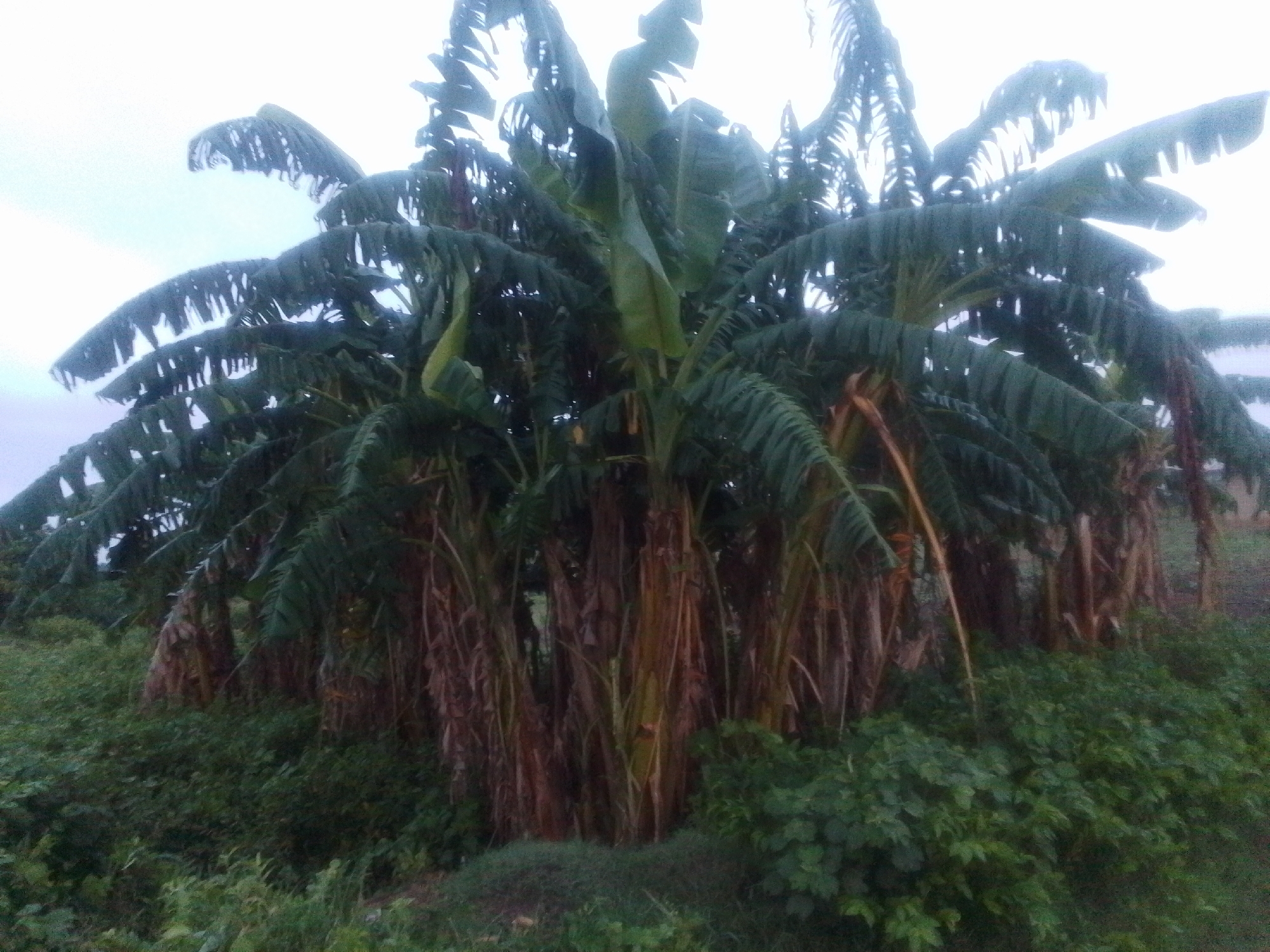 This media file depicts a dense grove of banana trees in a natural outdoor setting. The subjects are the banana trees themselves, characterized by their large, broad leaves and thick, fibrous trunks. The scene is a lush, green environment, with the banana trees dominating the foreground and midground. Surrounding the base of the trees and extending into the lower part of the frame is dense, green vegetation, including smaller plants and grasses. The banana trees appear to be of various sizes and ages, some with their characteristic brown, dried outer leaf sheaths visible. The overall impression is one of abundant growth and a tropical or subtropical environment.
The lighting suggests it might be a cloudy day or perhaps early morning or late afternoon, as the sky is bright but not intensely sunny, and there are no harsh shadows. The image appears to be taken in Serti, Nigeria. There is no discernible activity or event taking place; it is a still image of a natural landscape. Notable details include the texture of the banana trunks and the way the large leaves are partially obscuring each other, creating depth within the grove. The weather seems to be calm, with no indication of wind or rain, though the slightly diffused light could imply overcast conditions. No people or man-made objects are visible, focusing the viewer's attention solely on the natural subject matter. There is no visible text in the image.