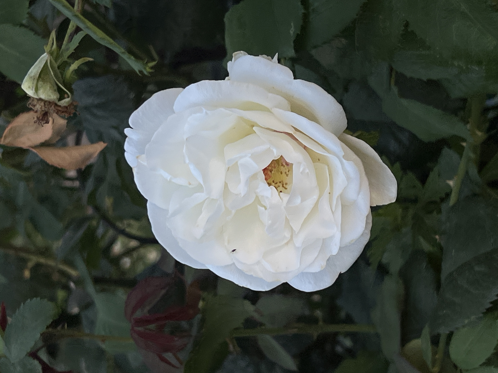 A white rose blooms in a garden in Moosburg, Germany. The rose is in full bloom, with many delicate petals unfurling. Its center reveals yellow stamens. Surrounding the rose are dark green leaves and some dried brown leaves and a developing bud. The background is out of focus, providing a soft contrast to the sharp detail of the flower. The lighting suggests it is daytime. There are no people or animals visible in the image.