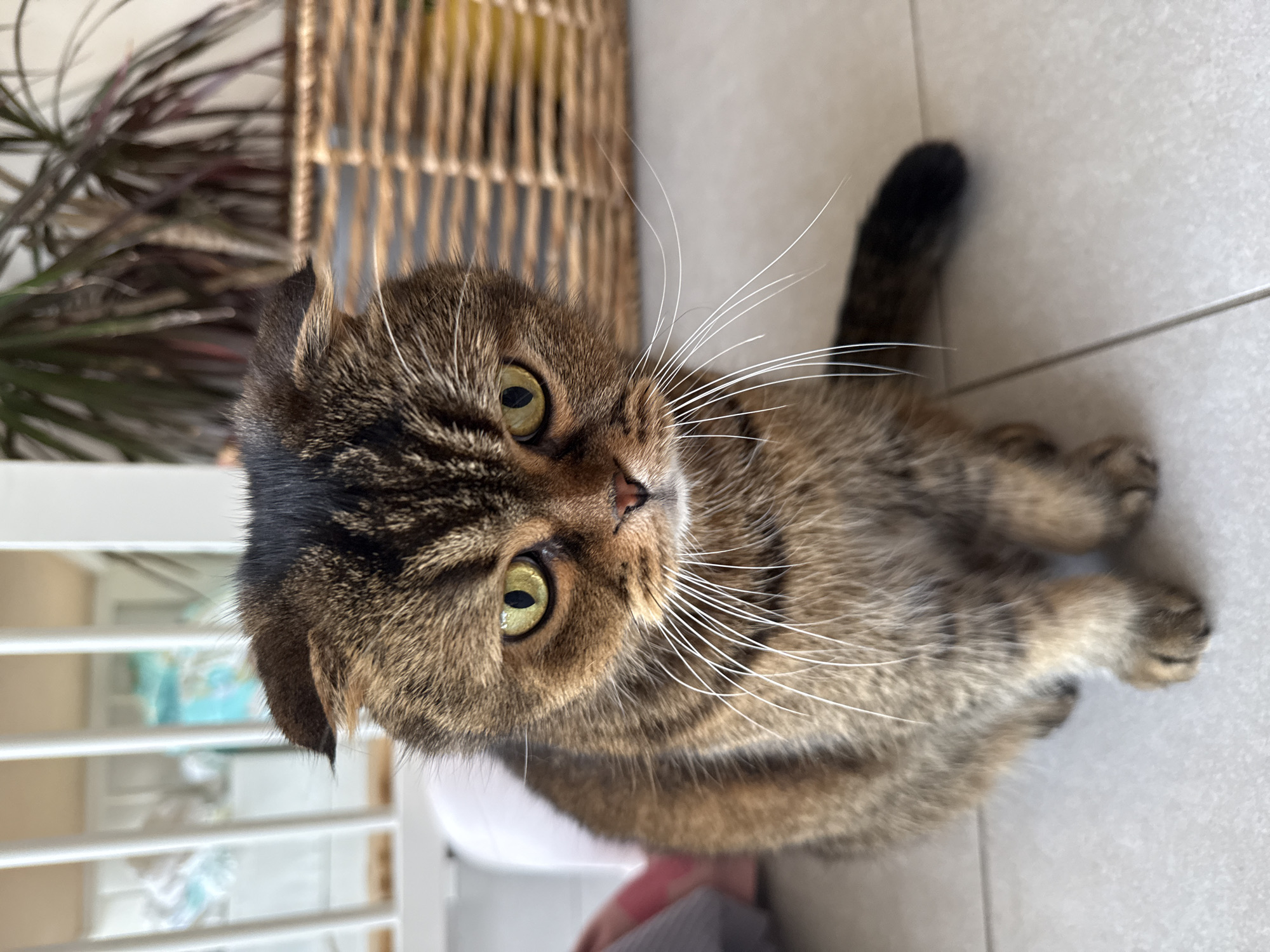 This media file features a domestic cat, likely a Scottish Fold due to its distinctive folded ears, lying or sitting on a light-colored tiled floor indoors in Ramat Gan, Israel. The cat is the central subject and is captured from a slightly elevated perspective, looking directly upwards at the camera with a curious and attentive expression.
The cat has a beautiful tabby coat with intricate patterns of brown and black stripes, complemented by lighter tan or cream fur, particularly around its muzzle and underside. Its eyes are a striking yellowish-green, wide open and focused. Prominent long, white whiskers fan out from its muzzle. The cat’s tail, predominantly dark brown or black, is visible towards the right side of the frame. Its paws are tucked beneath its body or extended slightly, characteristic of a relaxed posture.
The background elements suggest a comfortable home environment during the daytime. Behind the cat, a portion of a wicker basket is visible, with a lush green houseplant (possibly a Dracaena) partially obscured behind it, indicating indoor greenery. The floor is covered with large, light-colored square tiles, with visible grout lines, suggesting modern domestic flooring. A blurred white structure, possibly furniture or a wall, is visible in the lower left. The overall lighting is bright and even, consistent with natural daylight filtering into an interior space. There is no visible text in the image.