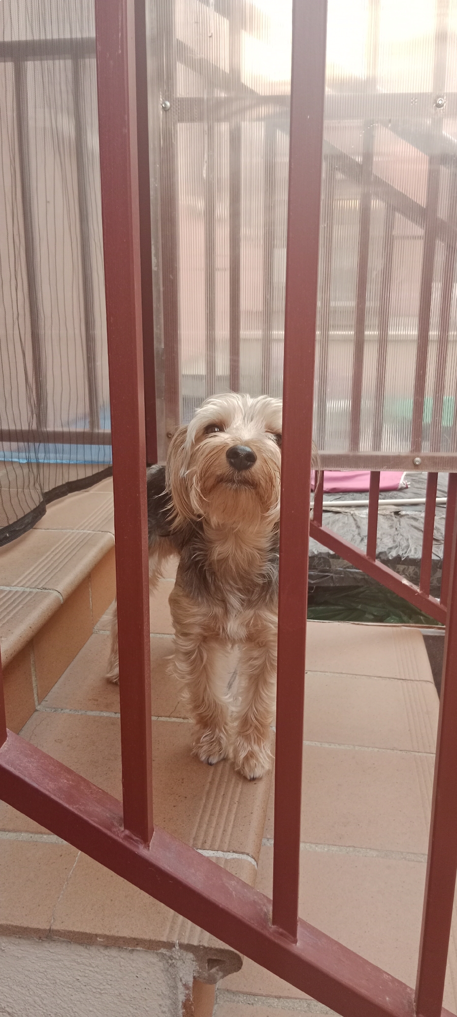 The image shows a Yorkshire Terrier dog standing behind red metal bars, possibly on a balcony or patio. The dog is facing the camera with its head tilted slightly, and its fur is a mix of brown, black, and blonde. The background consists of a textured, translucent plastic material, and hints of a dark tarp and a pink object can be seen behind the bars. The flooring appears to be tiled in a terracotta color. The scene is illuminated by natural light, casting shadows from the bars. The location is identified as being in the city of Galapagar, Spain.