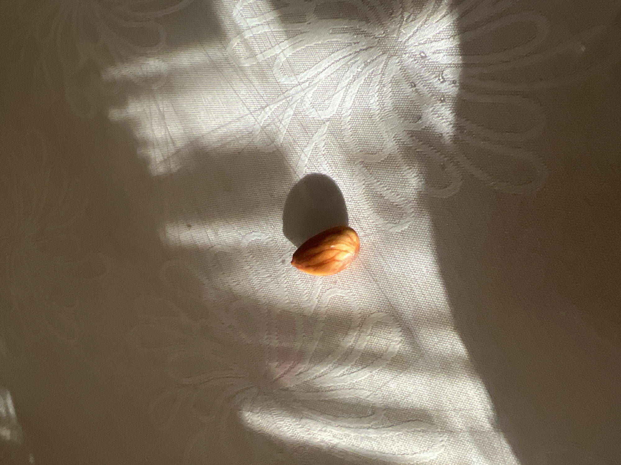 A single almond sits on a white tablecloth with a floral pattern, illuminated by sunlight casting shadows. The scene is devoid of any human presence or activity. The location of Трещиха, Russia is not depicted in this image.