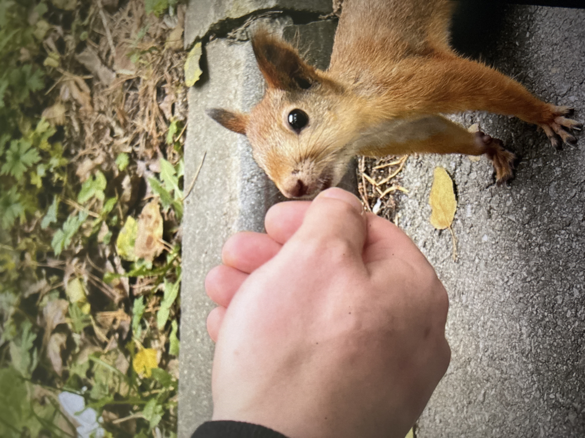A close-up, eye-level outdoor shot shows a person's hand offering a treat to a squirrel. The squirrel, a Eurasian red squirrel, is perched on a textured gray pavement and is reaching out with its forepaws towards the fingers. Its fur is a warm reddish-brown, and it has large, dark eyes and pointed ears. The hand is pale-skinned, with visible fingers and fingernails. The background consists of dry leaves, twigs, and green foliage, suggesting a park or natural area. The lighting indicates it is daytime. The location is not identifiable as Novosibirsk, Russia, or any other specific city based solely on the visual information provided.