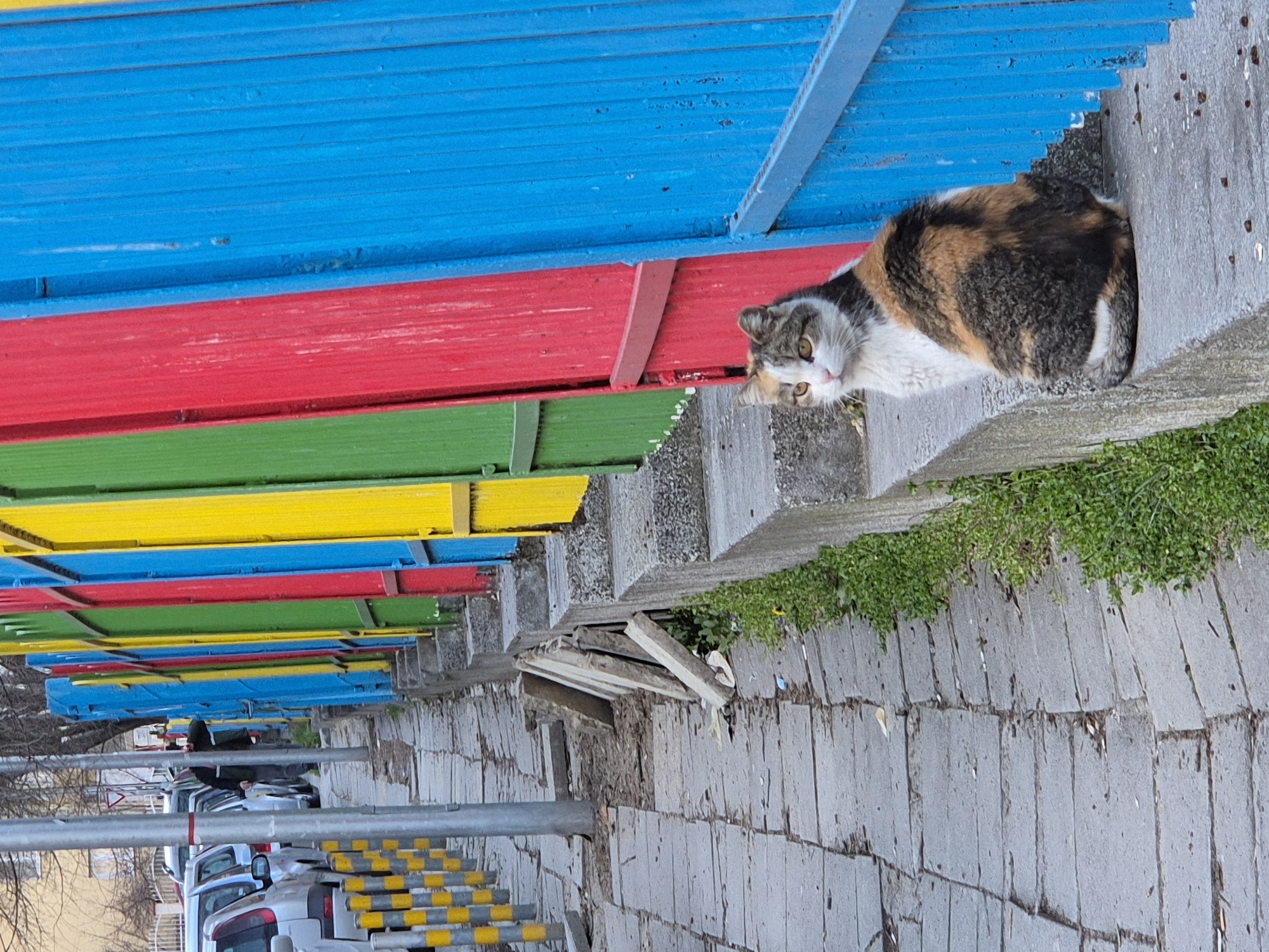 The image shows an outdoor urban scene in Varna, Bulgaria, centered on a calico cat. The cat, exhibiting white, orange/brown, and grey/black fur, is seated on a low, weathered concrete ledge. Its body is oriented towards the right, while its head is turned left, looking towards the viewer. Behind the cat and extending horizontally across the frame is a barrier composed of vertical, brightly colored corrugated metal panels, alternating in sequence from left to right as blue, red, green, yellow, and repeating.
To the left of the concrete ledge, a cracked and uneven concrete slab sidewalk extends into the background. Patches of green vegetation, primarily ground cover, grow along the base of the concrete ledge and between the sidewalk slabs. A tall, cylindrical grey metal pole stands vertically on the sidewalk in the middle ground. Further along the sidewalk, a row of light-colored vehicles is parked parallel to the curb, separated from the sidewalk by yellow and black striped metal bollards. In the far left background, a partially obscured individual wearing dark clothing is visible behind the parked cars. Several broken or loose concrete slabs are propped against the base of the main concrete ledge on the sidewalk. Small, dark, pellet-like objects are scattered on the concrete ledge directly in front of the cat. The scene is illuminated by natural daylight, casting soft light without distinct shadows, and bare tree branches are visible in the distant background.