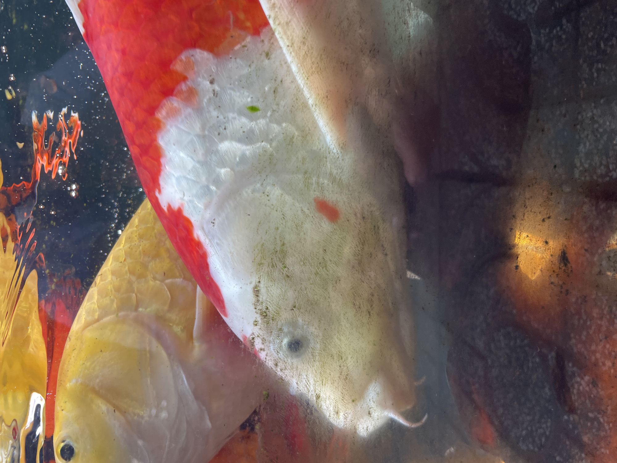 A close-up shot depicts koi fish in water. The fish display various colors including red, white, and yellow. Some algae or similar growth is visible on the scales of the fish. The water appears murky, possibly due to sediment or other particulate matter. The reflection of objects on the water's surface is also evident. The city location of Chư Sê, Vietnam, does not appear to be directly relevant to the visual content of the image.