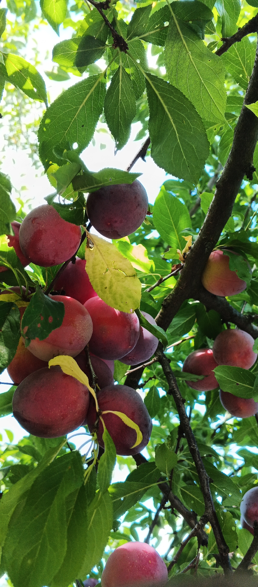 The image shows a close-up view of ripe plums hanging from a tree branch, set against a backdrop of green leaves and a bright sky. The plums are a deep red and purple hue, some appearing to have a slight dusting of bloom. The branches are dark and textured, with dappled sunlight filtering through the foliage. The leaves are vibrant green, with visible veins and some exhibiting signs of wear like small holes or yellowing. The scene is natural and depicts a fruit-bearing tree. There are no people or human-made objects visible in the image. The image is taken from a low angle looking upwards into the tree canopy. The location is described as Smila, Ukraine.