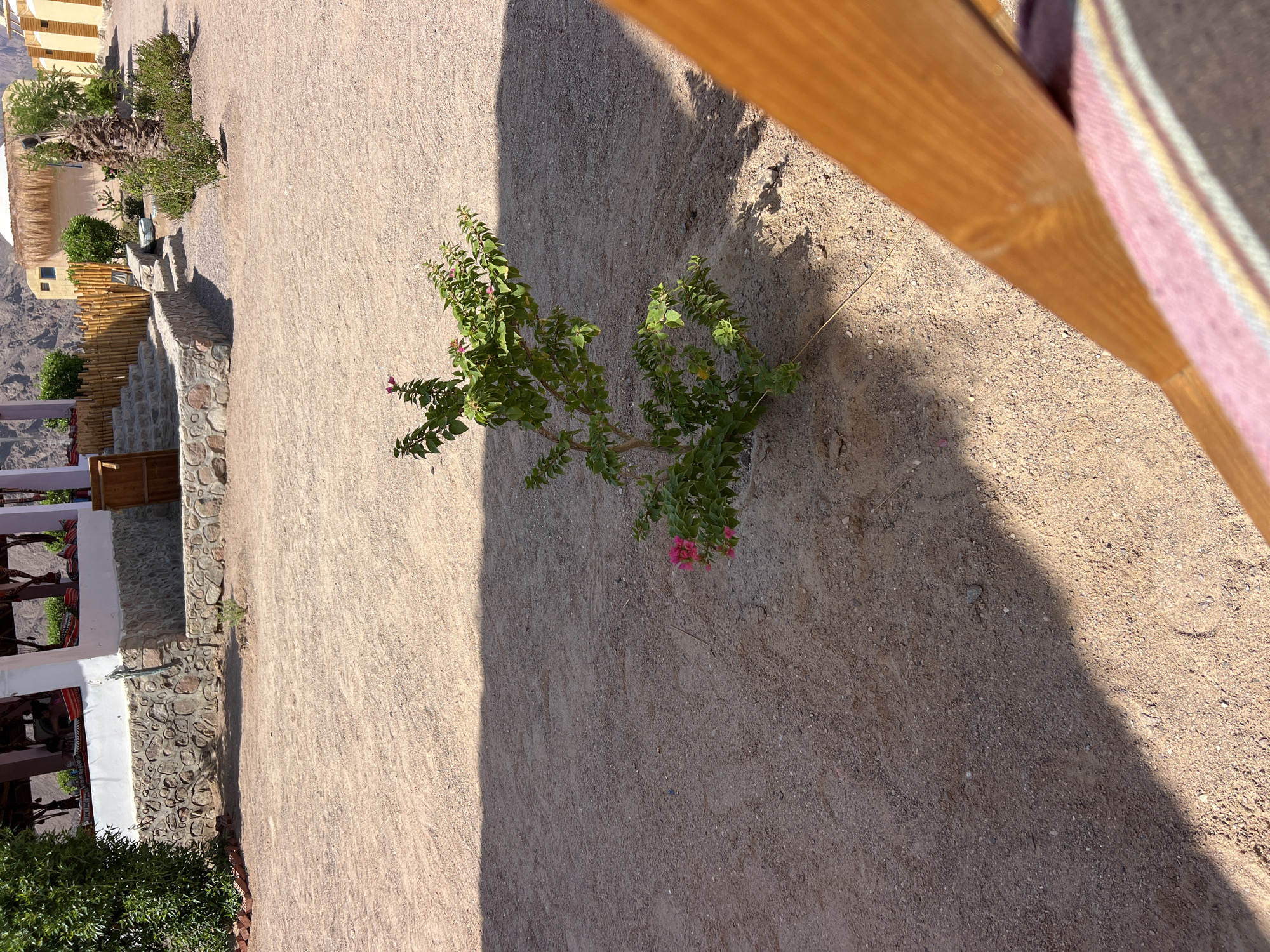 The image shows a sandy outdoor area in Nuweiba, Egypt, possibly a resort or campsite. In the foreground, a small, leafy bush with pink flowers is planted in the sand. A portion of a wooden structure and striped fabric, likely part of outdoor seating, is visible in the lower right corner. In the mid-ground, a shadow stretches across the sand from an unseen object. In the background, a building with stone and plaster construction, a bamboo fence, and stairs leading up to it are present. Beyond the building, a rocky hillside and palm trees indicate a desert environment. The sky is not visible.