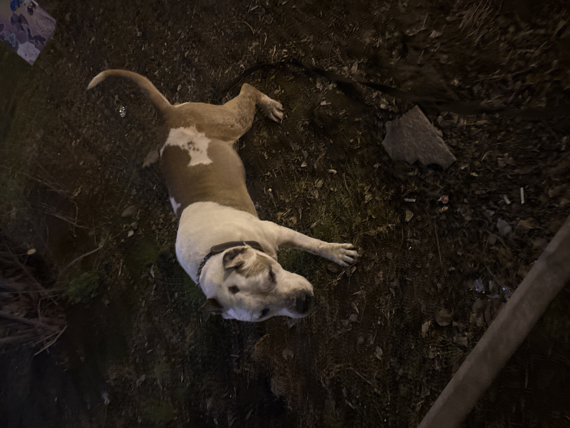 A dog lies in a dimly lit outdoor area, seemingly on dirt or grass. The dog is predominantly white with brown patches and is wearing a black collar. A leash is attached to the collar and extends into the surrounding ground cover. A rectangular concrete block is visible to the right of the dog. The location appears to be an unkempt area, with sparse vegetation and debris scattered around. Given the prompt's mention of Krasnoyarsk, Russia, this could be a park or other green space within the city.